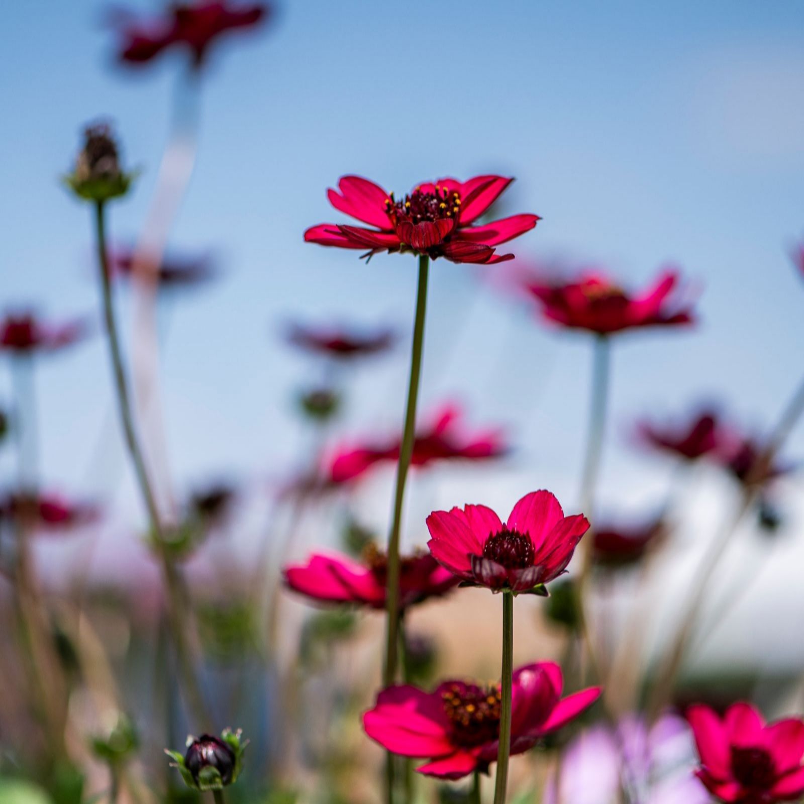 Thompson & Morgan Cosmos Cherry Chocolate 9Cm X 3