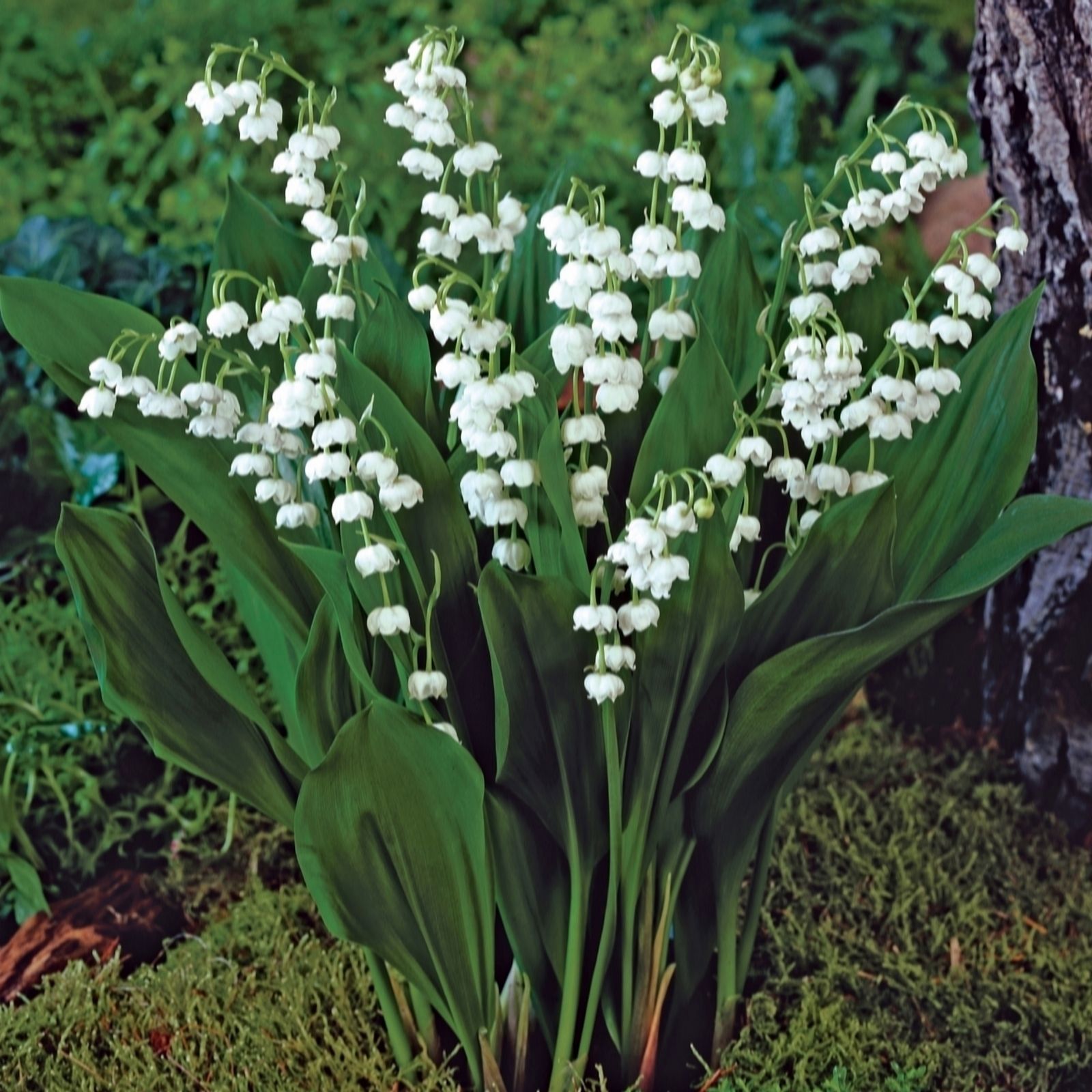 De Jager Pink/White Wonderful & Lily Of The Valley X 12