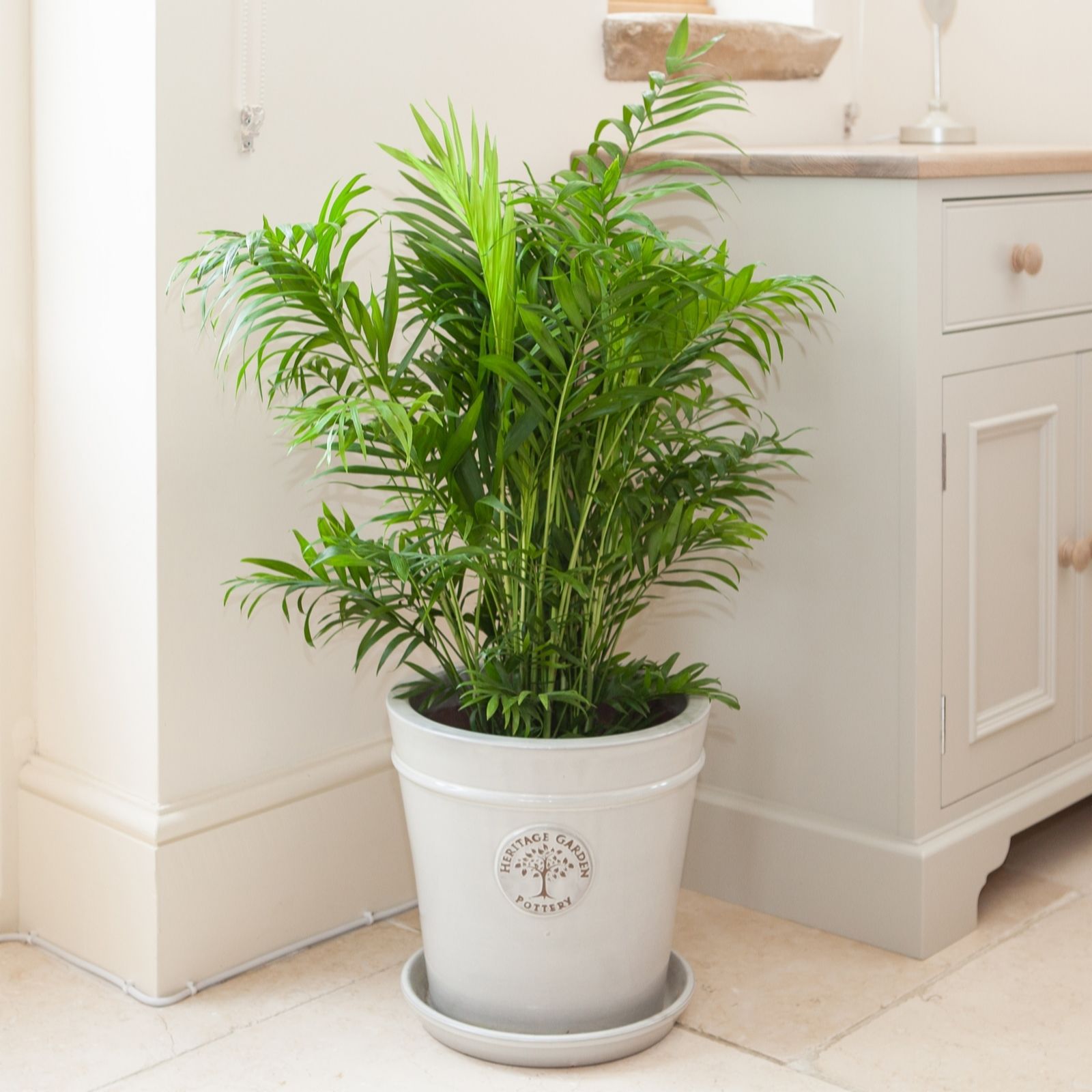 Yougarden Parlour Palm 'Chamaedorea Elegans' In A 12Cm Pot