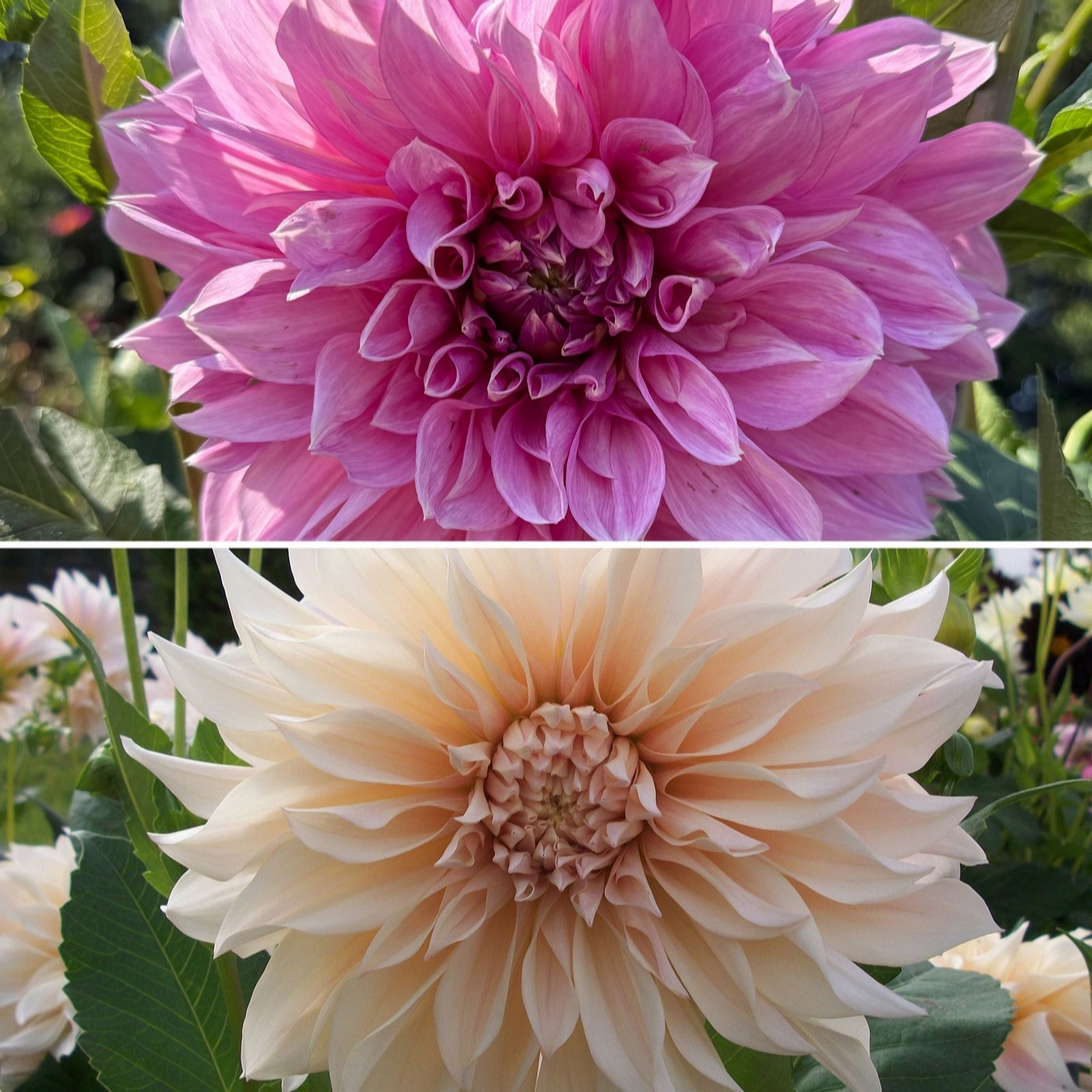 Richard Jackson Fuchsia/Pink/Peach Giant Flowered Dahlias 4X Top Size Tubers
