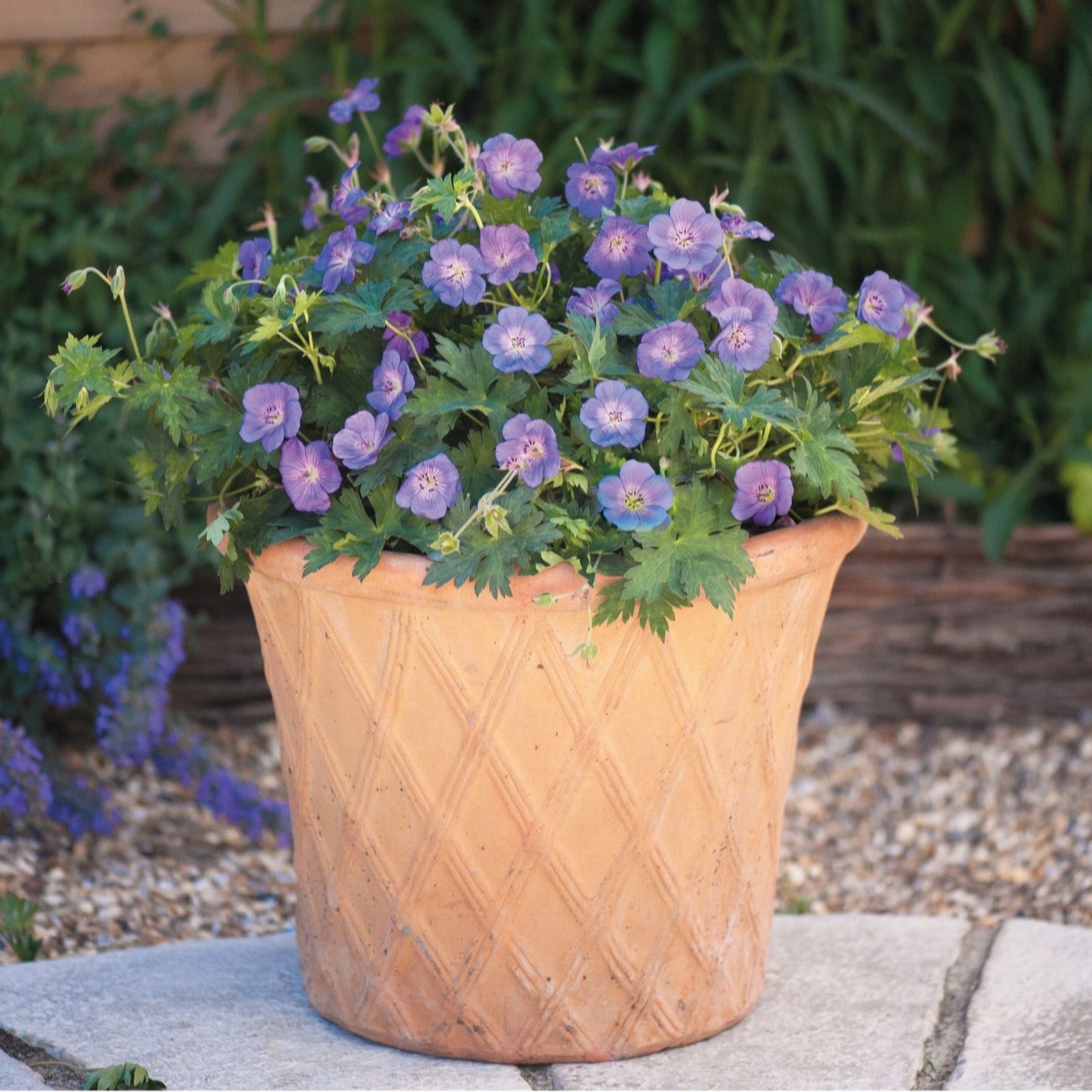 Thompson & Morgan Red/Orange Geranium Rozanne 9Cm Pot X 3