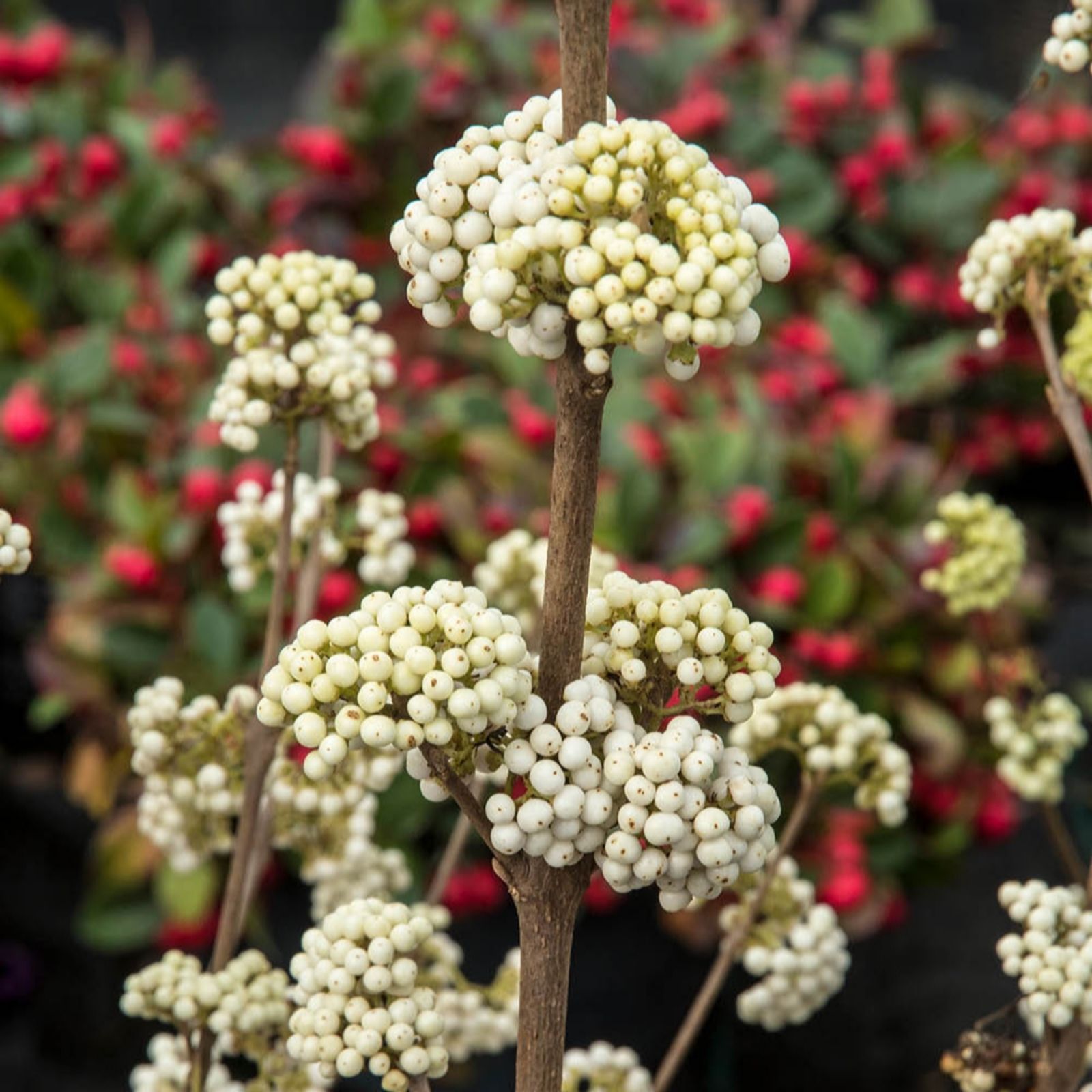 Yougarden Green/Lilac/White Callicarpa 'Magical Snowstar' In A 3L Pot