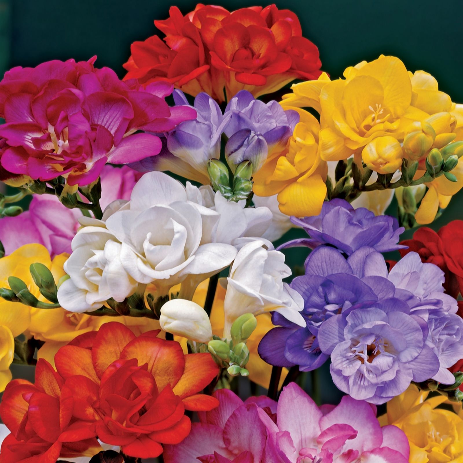 De Jager Delightful Double Freesias X 50