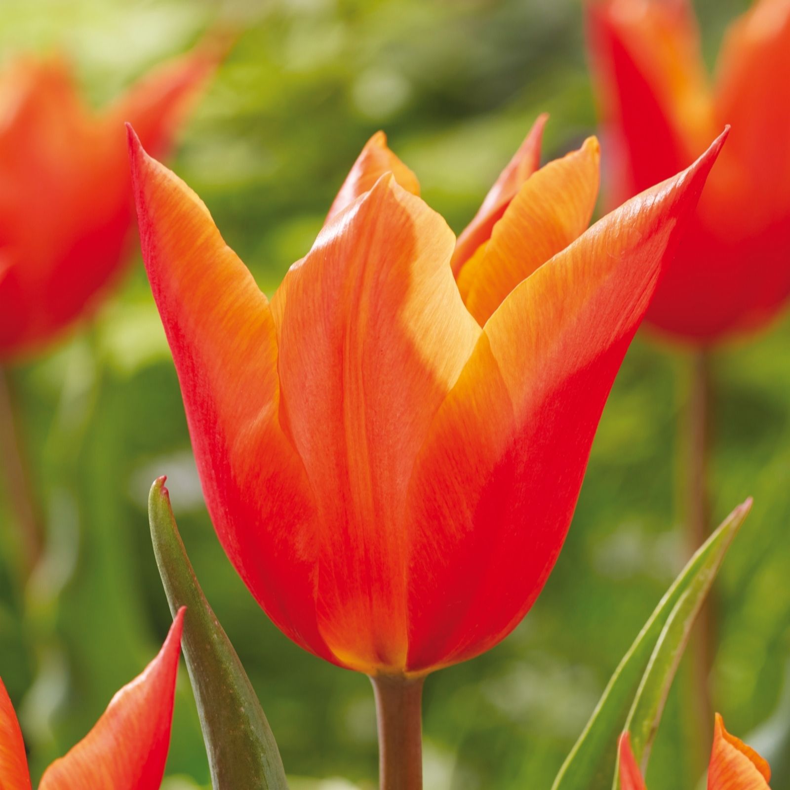 De Jager Orange Highly Scented Ballerina Rhs Agm Tulips X 15