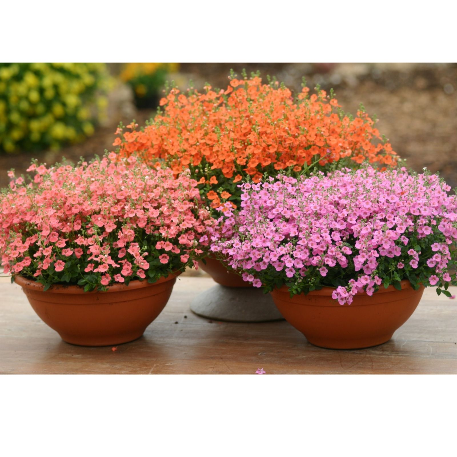 Hayloft Plants Salmon/Orange/Coral Diascia Collection 18X Young Plants