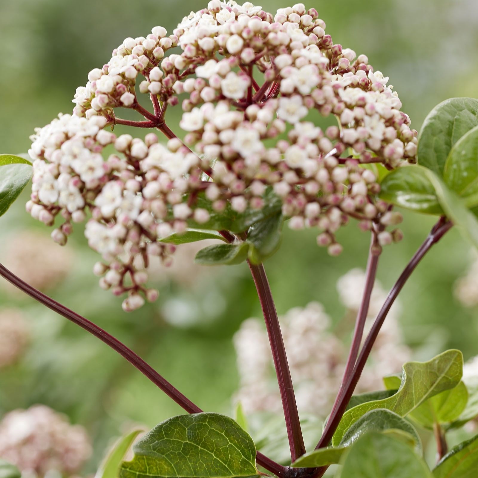 Plants 2 Gardens Pink/White/Purple Viburnum Tinus Rock N Rolla 3Ltr