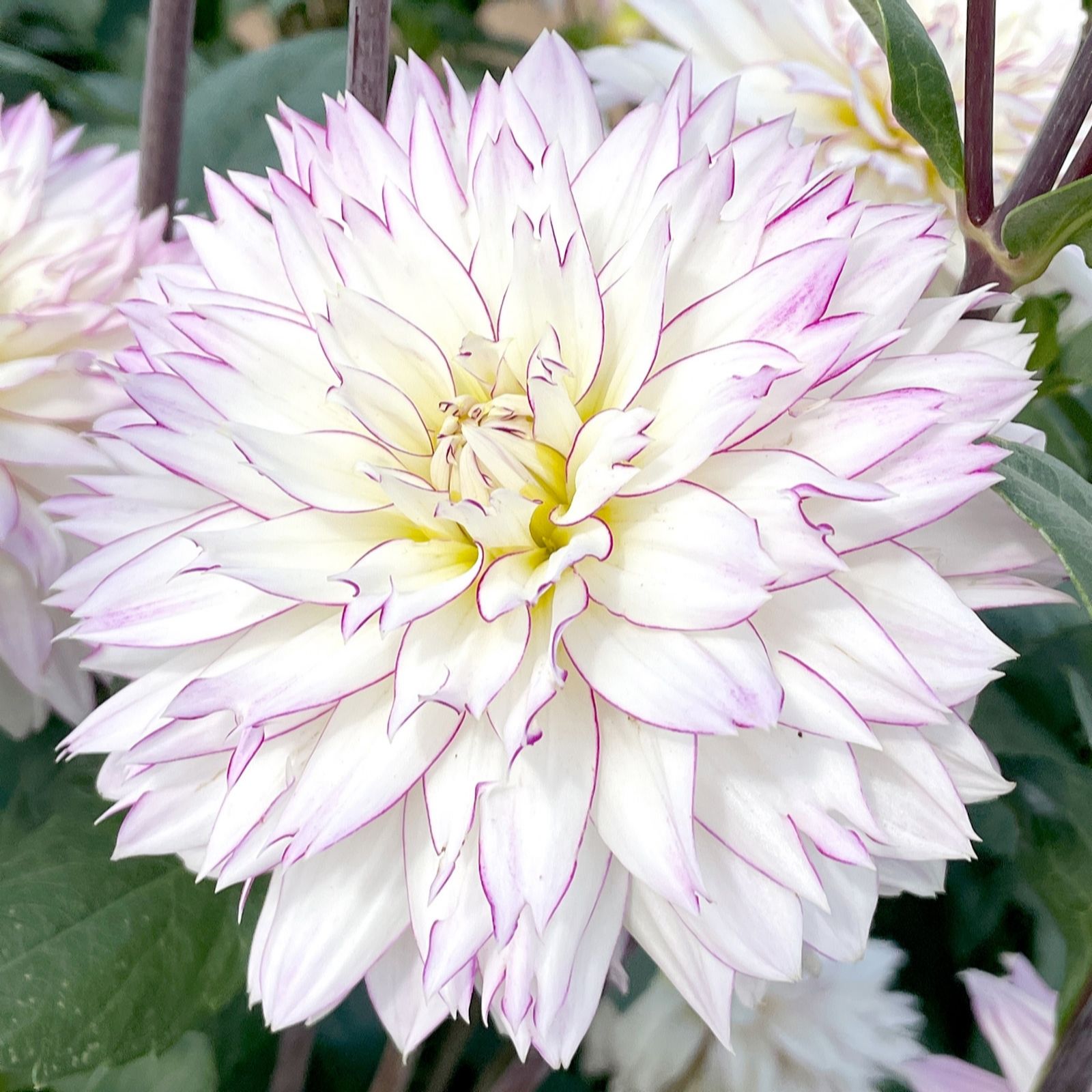 Richard Jackson White/Lilac/Dark Dahlia Crazy Love 3X Top Size Tubers