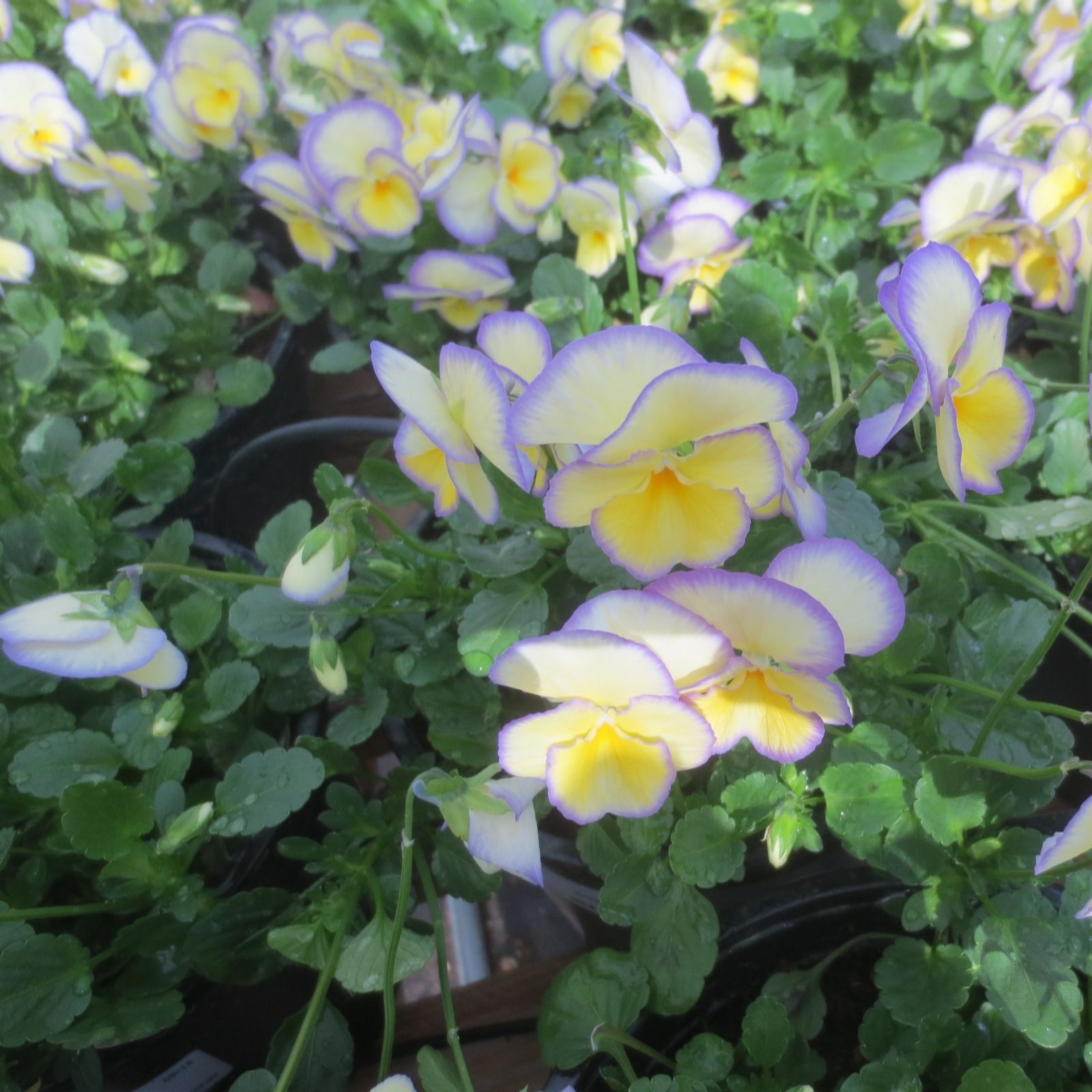 Hayloft Plants Scented Violas 12 Young Plants