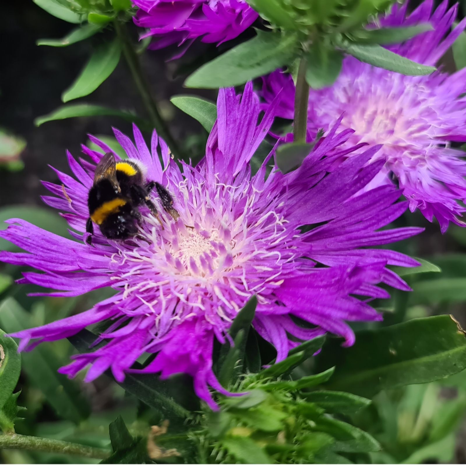 Plants 2 Gardens Plants2gardens Stokesia Amethyst 3 X 9Cm