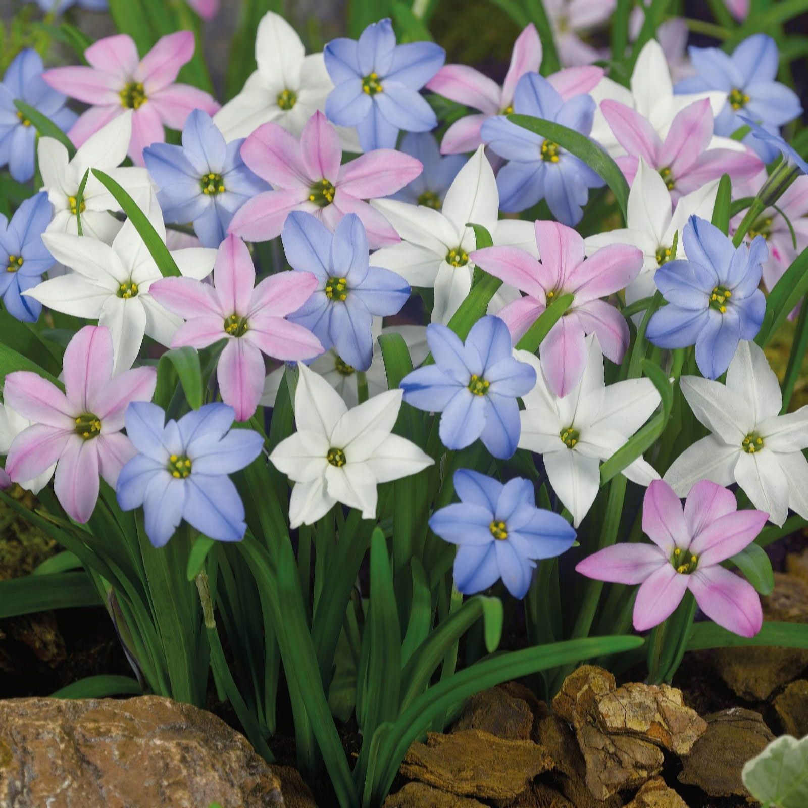 Thompson & Morgan Spring Bulb Lasagne Collection 73 Bulbs, Planter...
