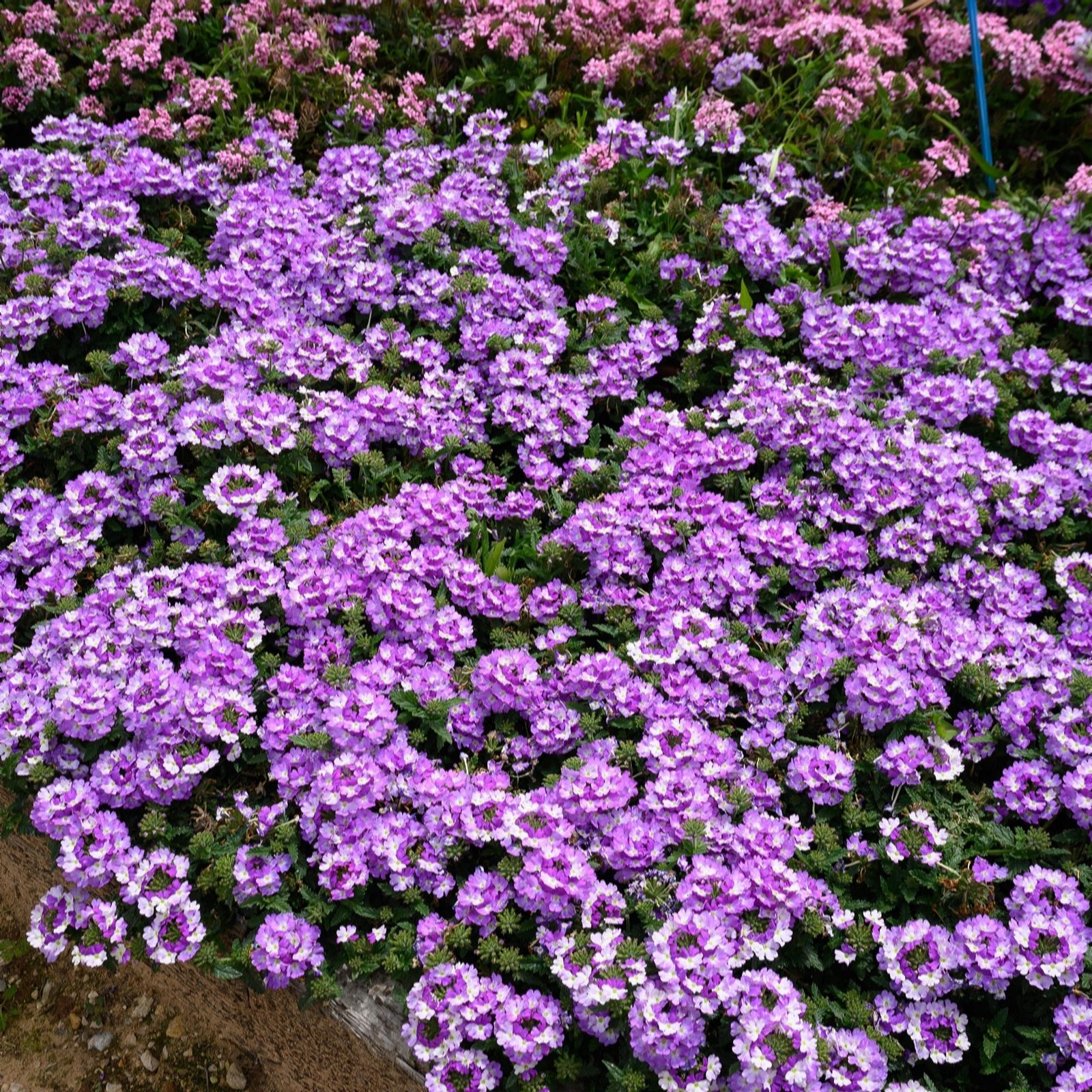 Plants 2 Gardens Plants2gardens Verbena Vanessa Collection 10 X 9Cm