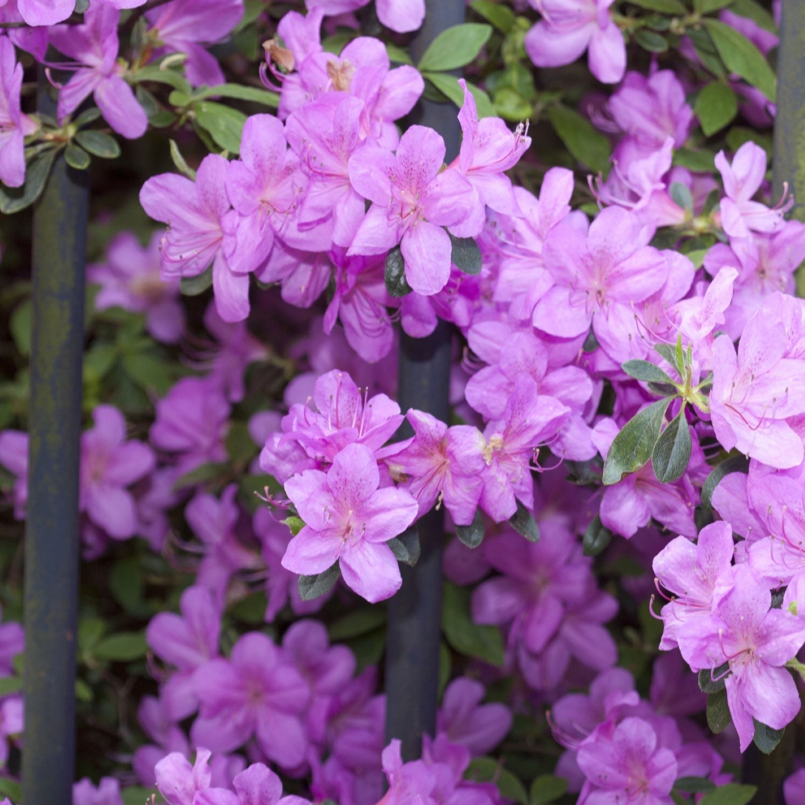 Thompson & Morgan Azalea 'Dwarf Collection' 9cm x 4 (1 of each colour)