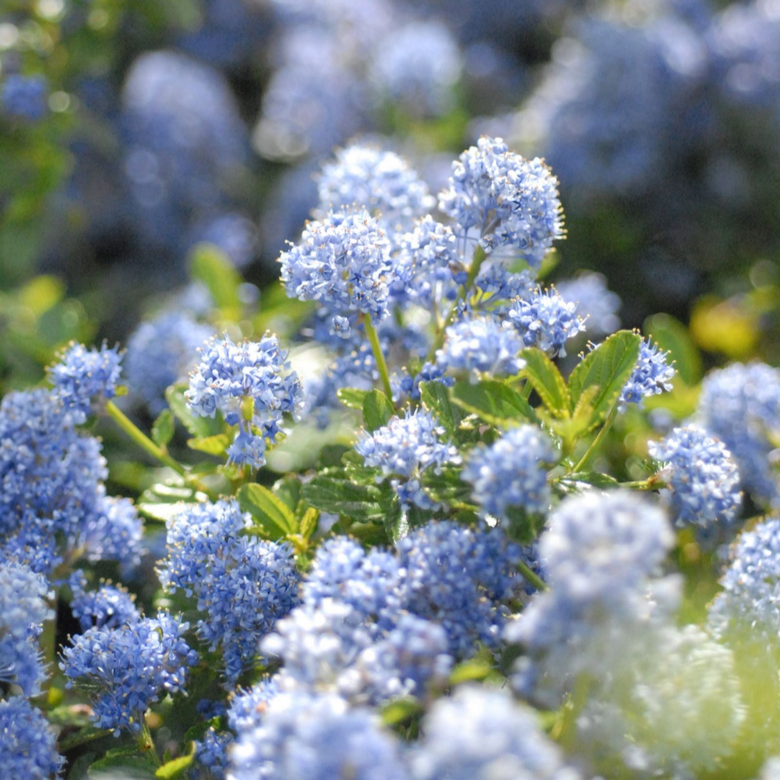 Thompson & Morgan Ceanothus repens 3.6 Litre Pot x 1