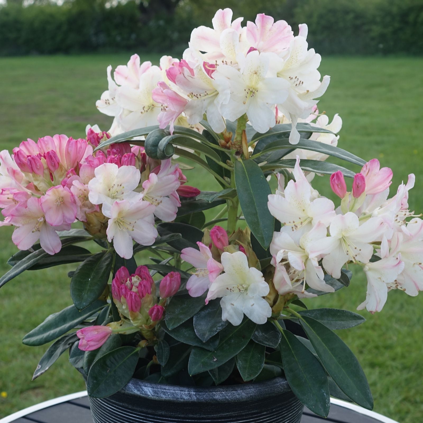 Richard Jackson Pink/White Rhododendron Percy Wiseman 1X 1.5 Litre Pot