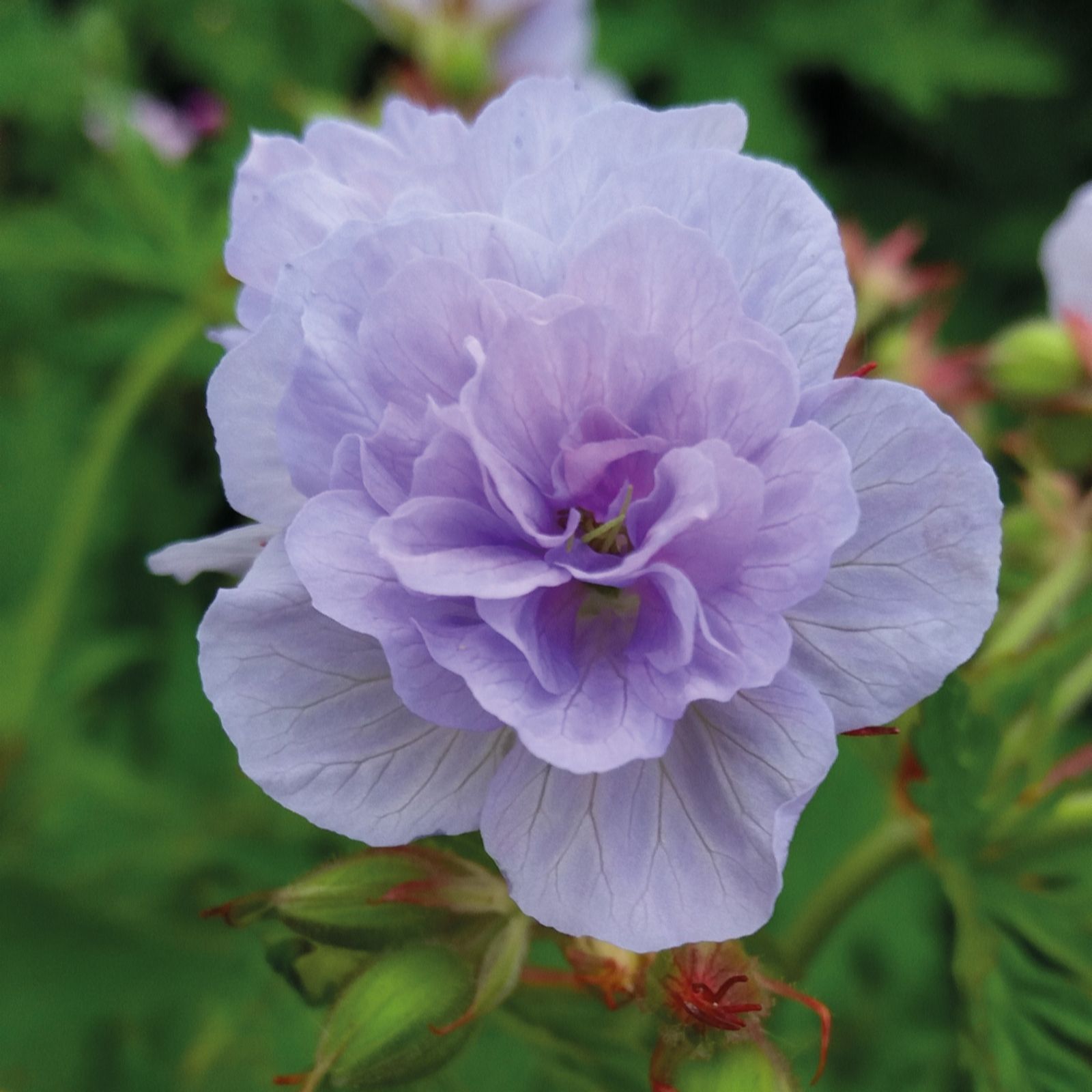 Hayloft Plants Lilac/Lavender Geranium Cloud Nine 3X 9Cm