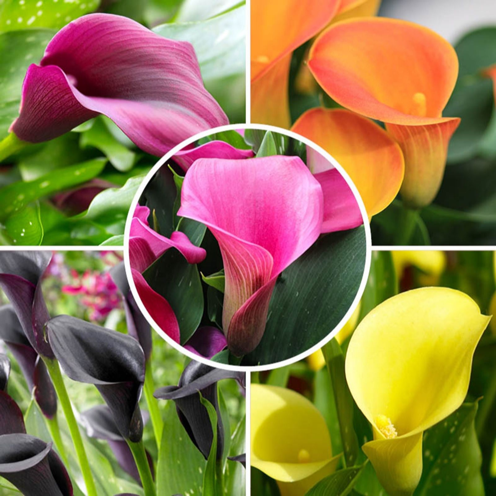 Yougarden Black/Green Colorful Calla Lily Collection X10 Bulbs