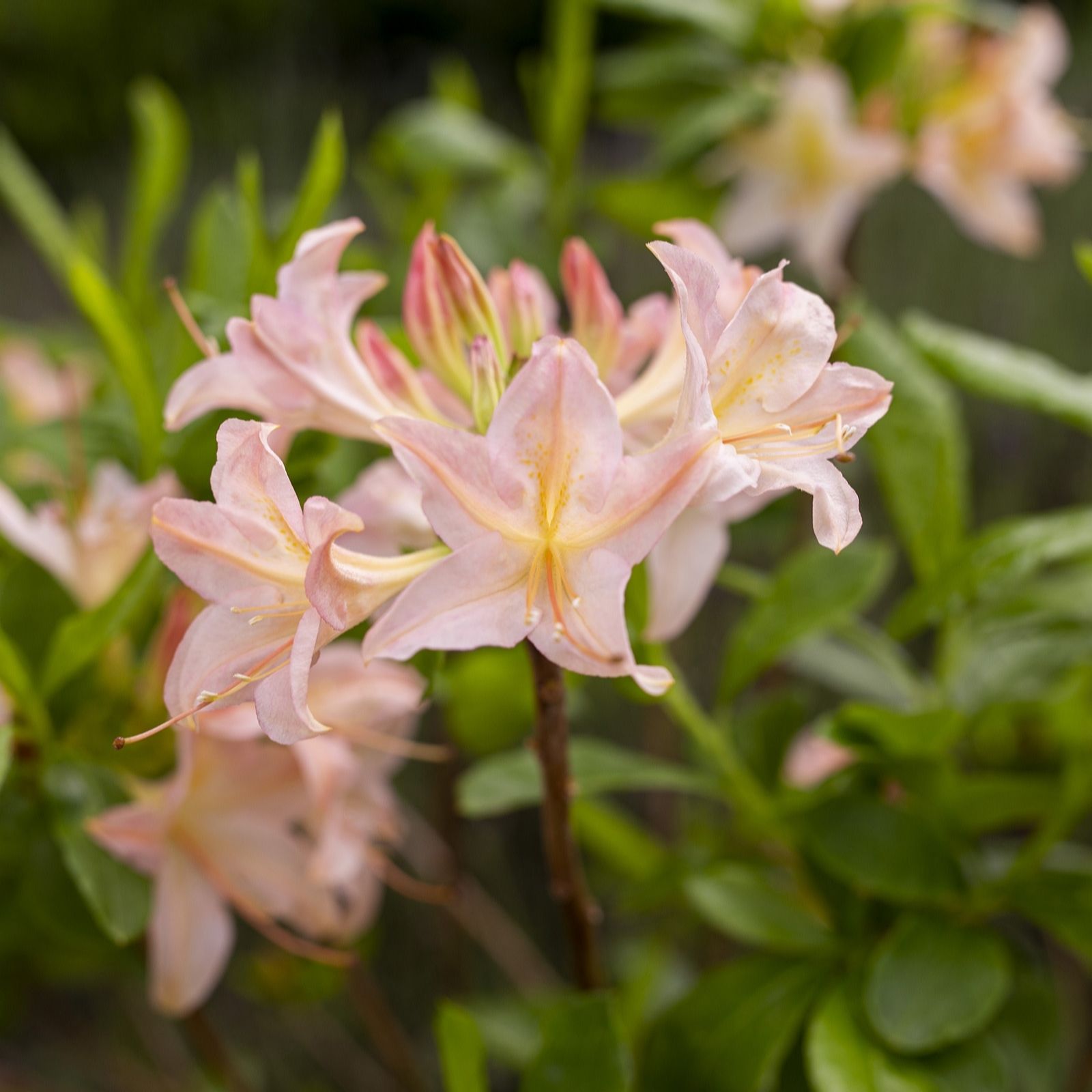 Plants 2 Gardens Salmon/Pink/Yellow Plants2gardens Azalea Chanel 5Ltr