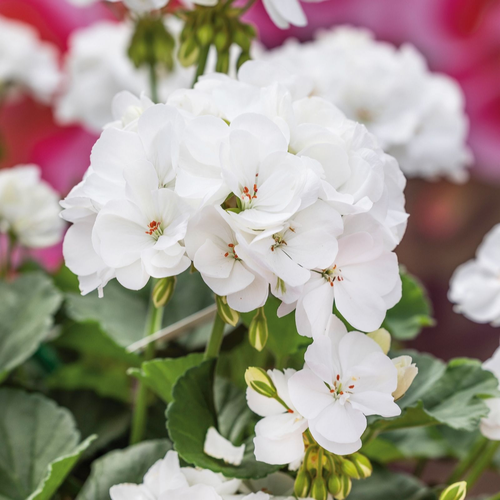 Plants 2 Gardens Pink/Salmon/White Geranium Dolce Vita Collection 10 X 9Cm
