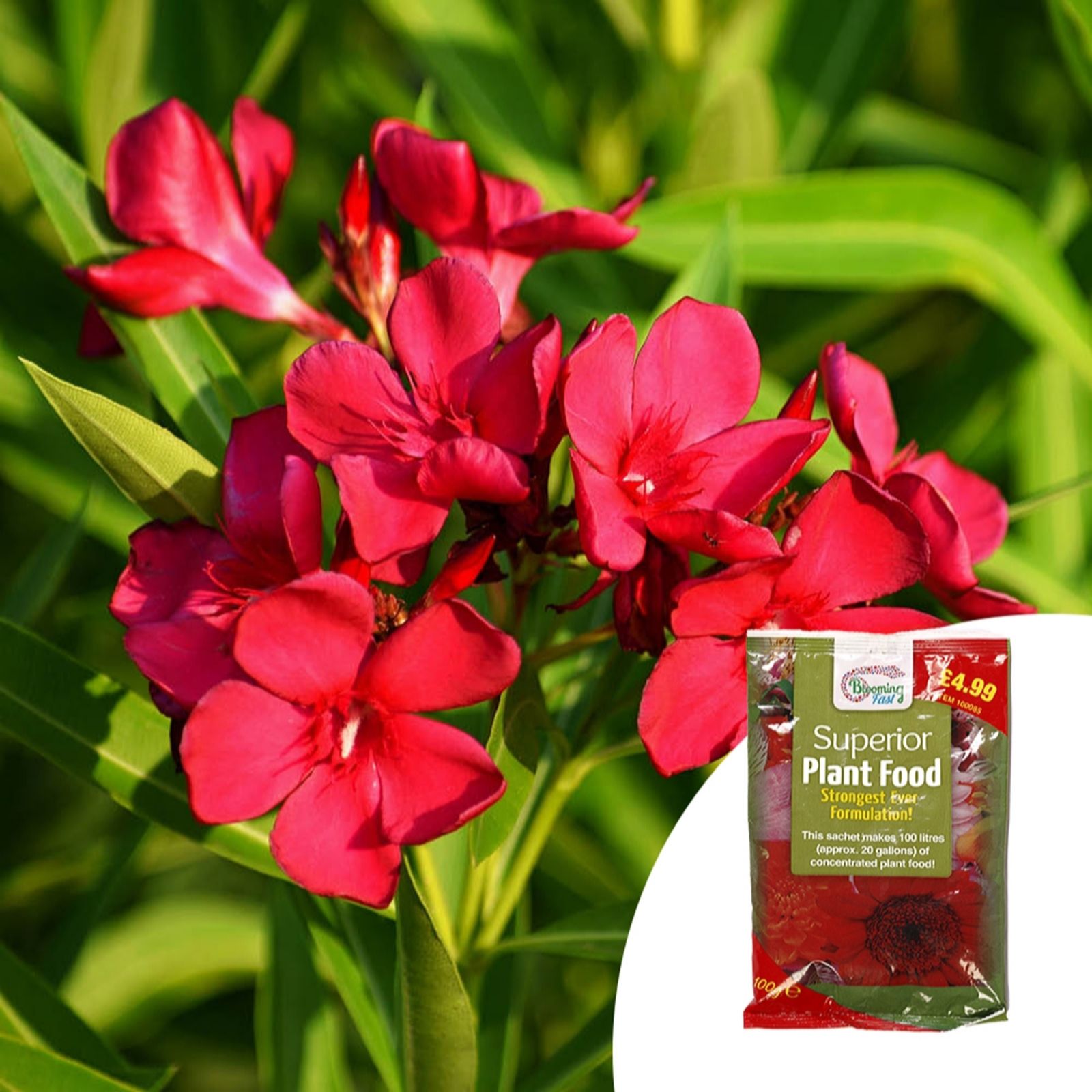Yougarden Red Pair Of 15Cm Oleander Bush & 100G Fertiliser