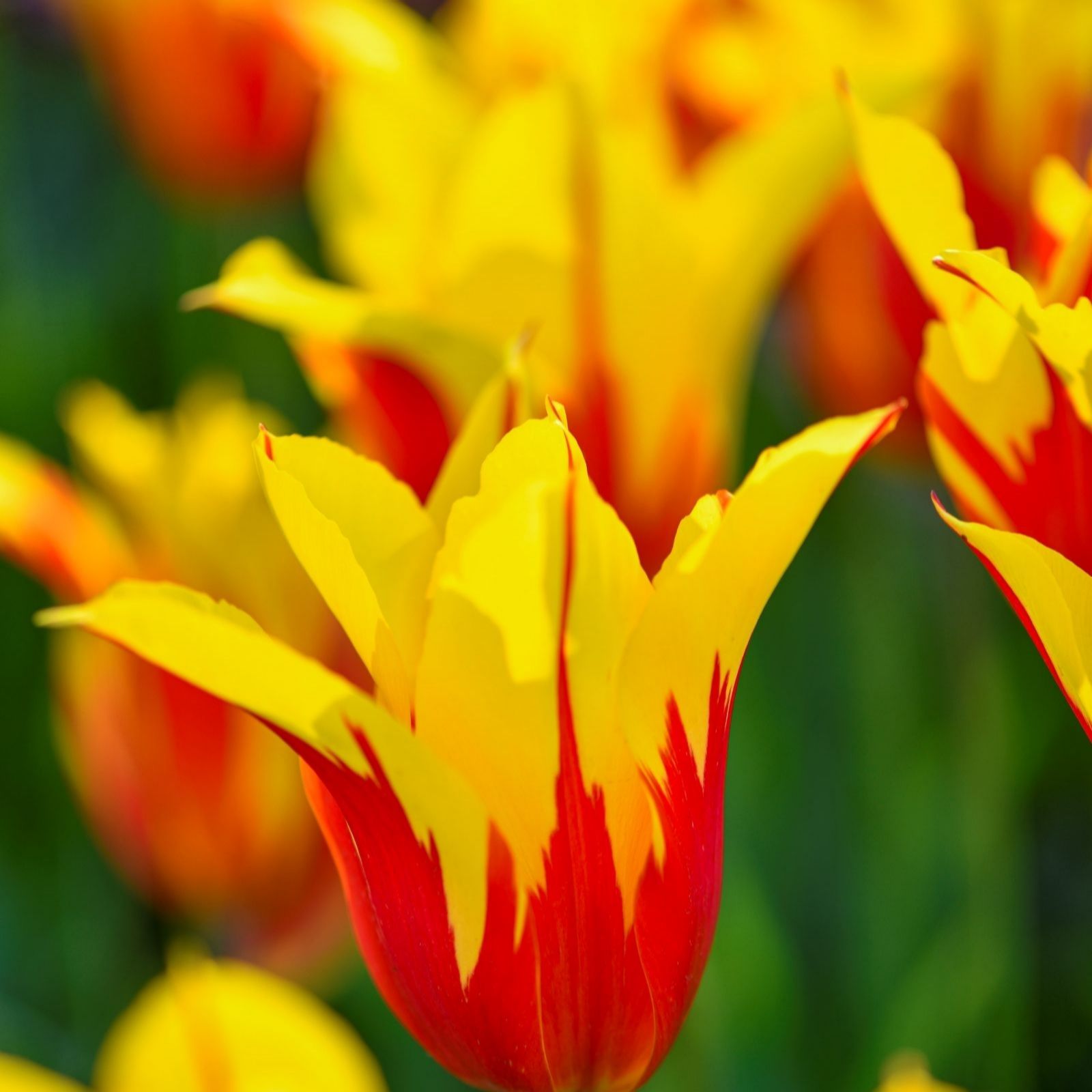 Thompson & Morgan Tulip Fire Wings Bulbs x 16