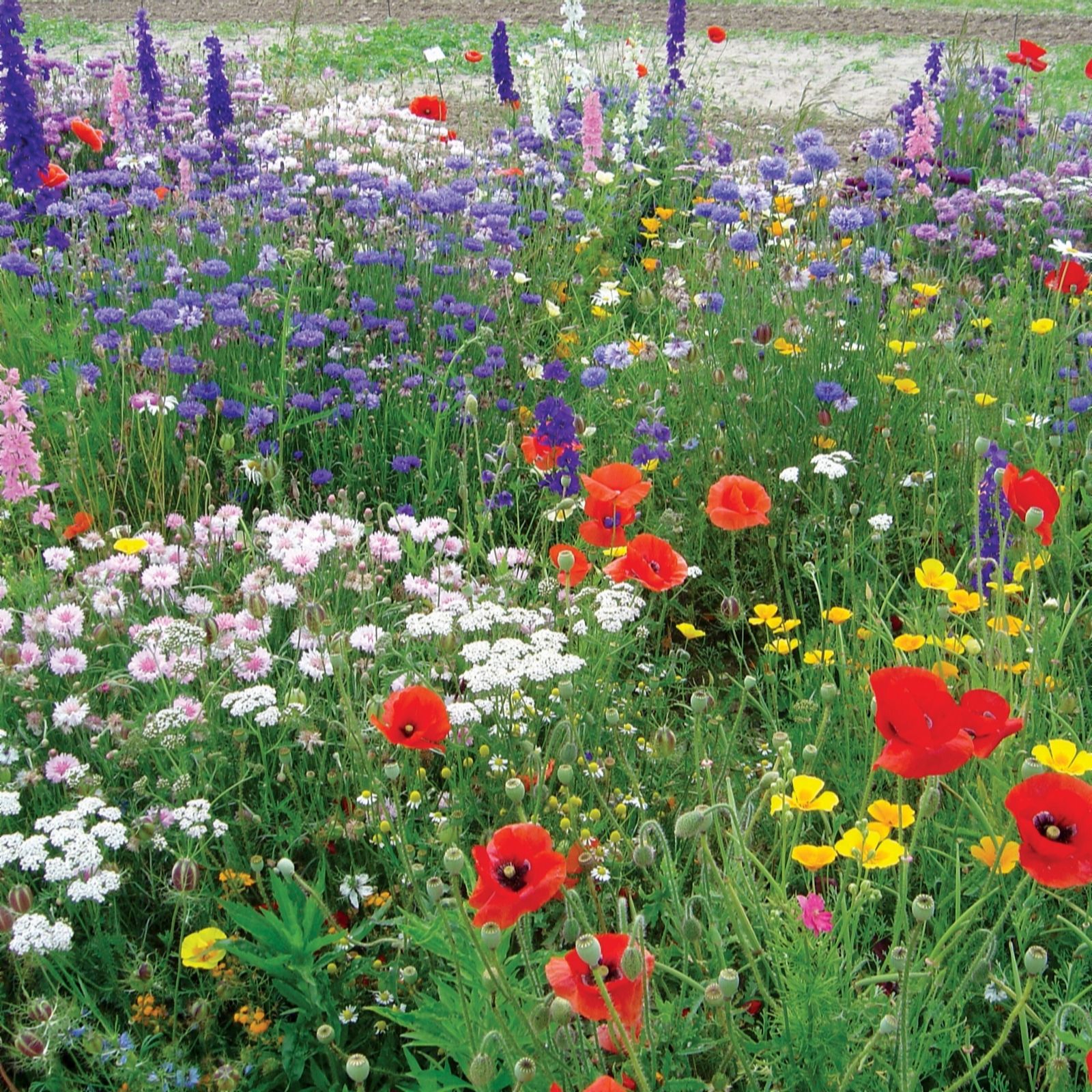 Thompson & Morgan Nurserymans Cottage Garden Perennials 18 x 9cm Pots
