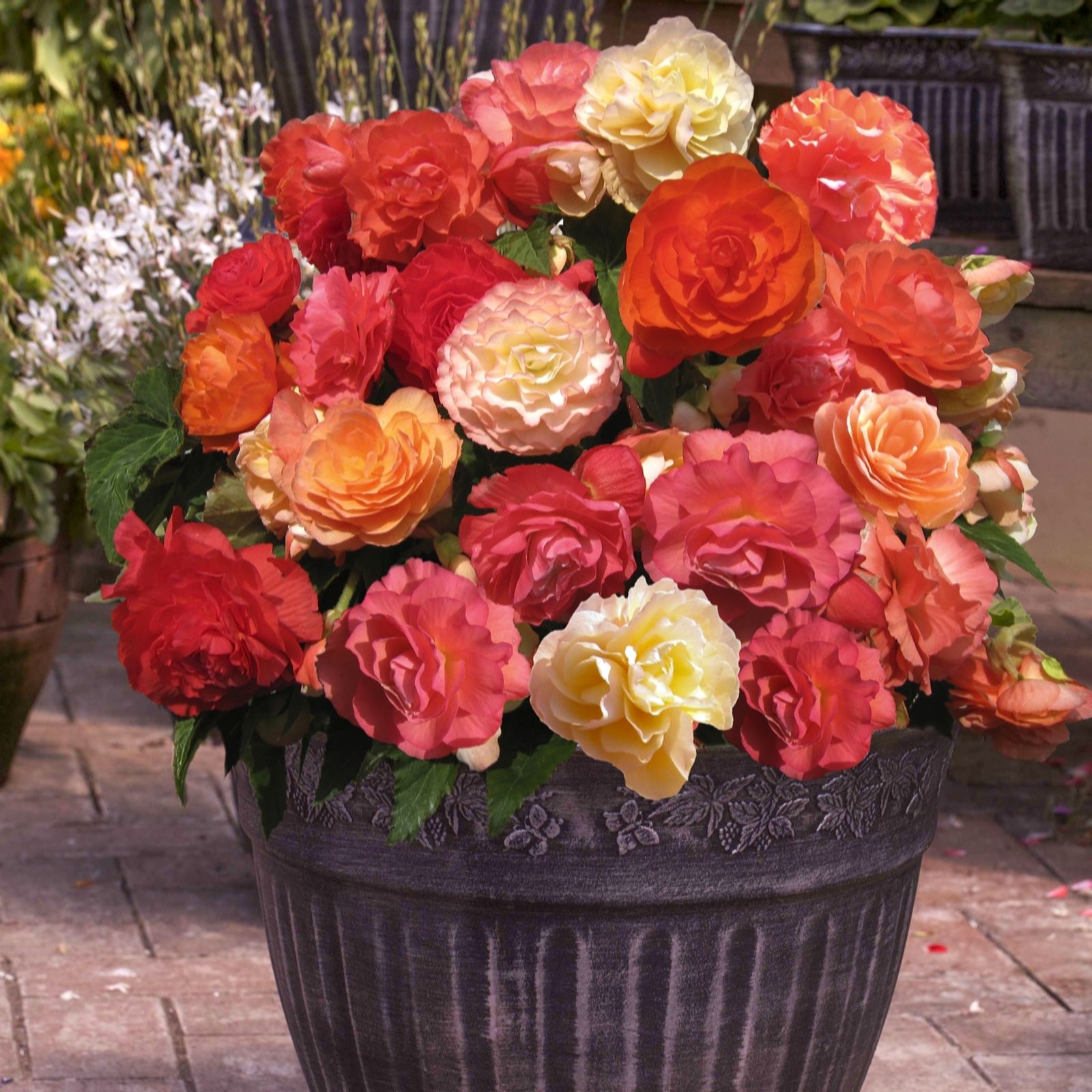 Yougarden Peach Begonia Heaven Scent Tubers X20