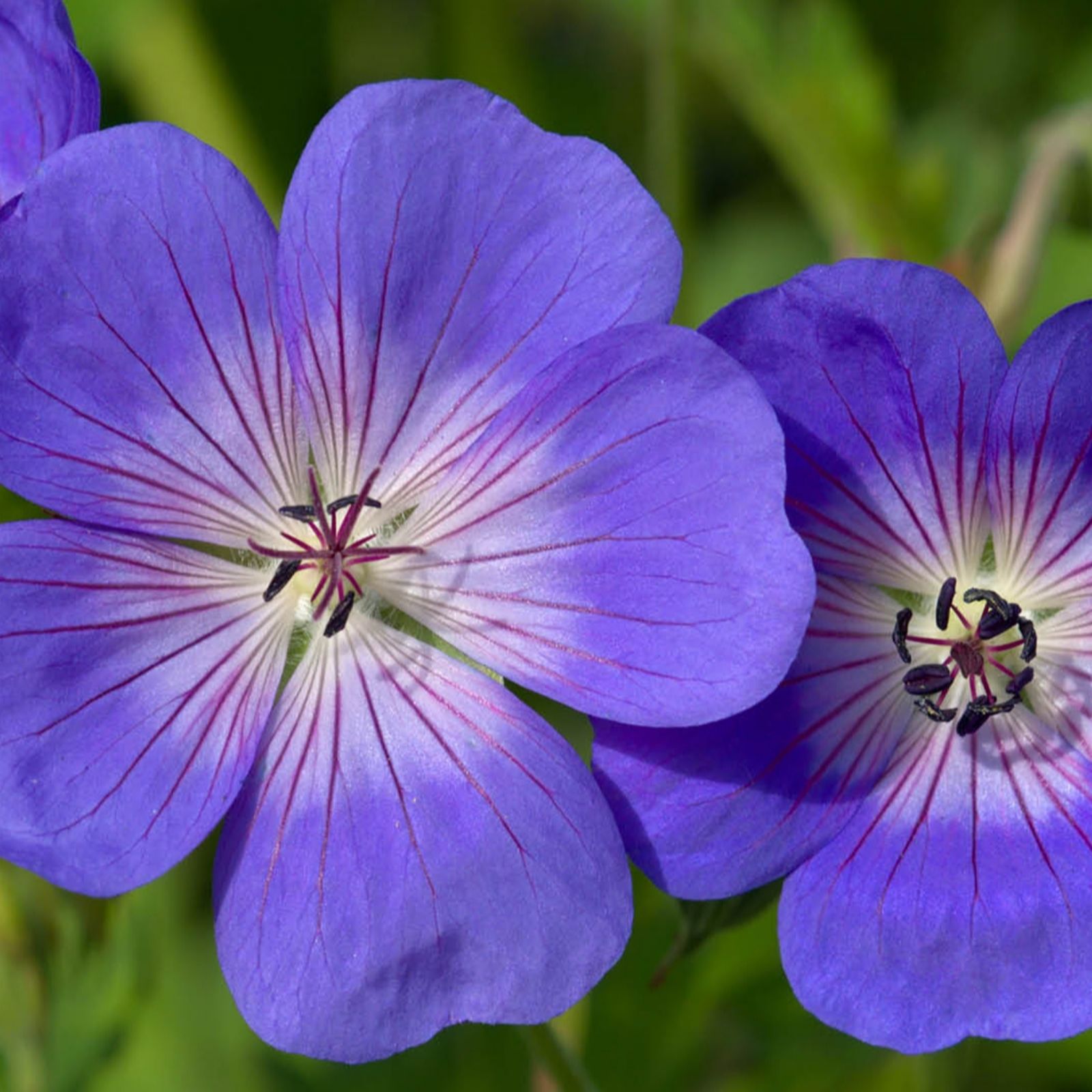 Yougarden Blue/White Hardy Geranium Rozanne 9Cm Pots X 3