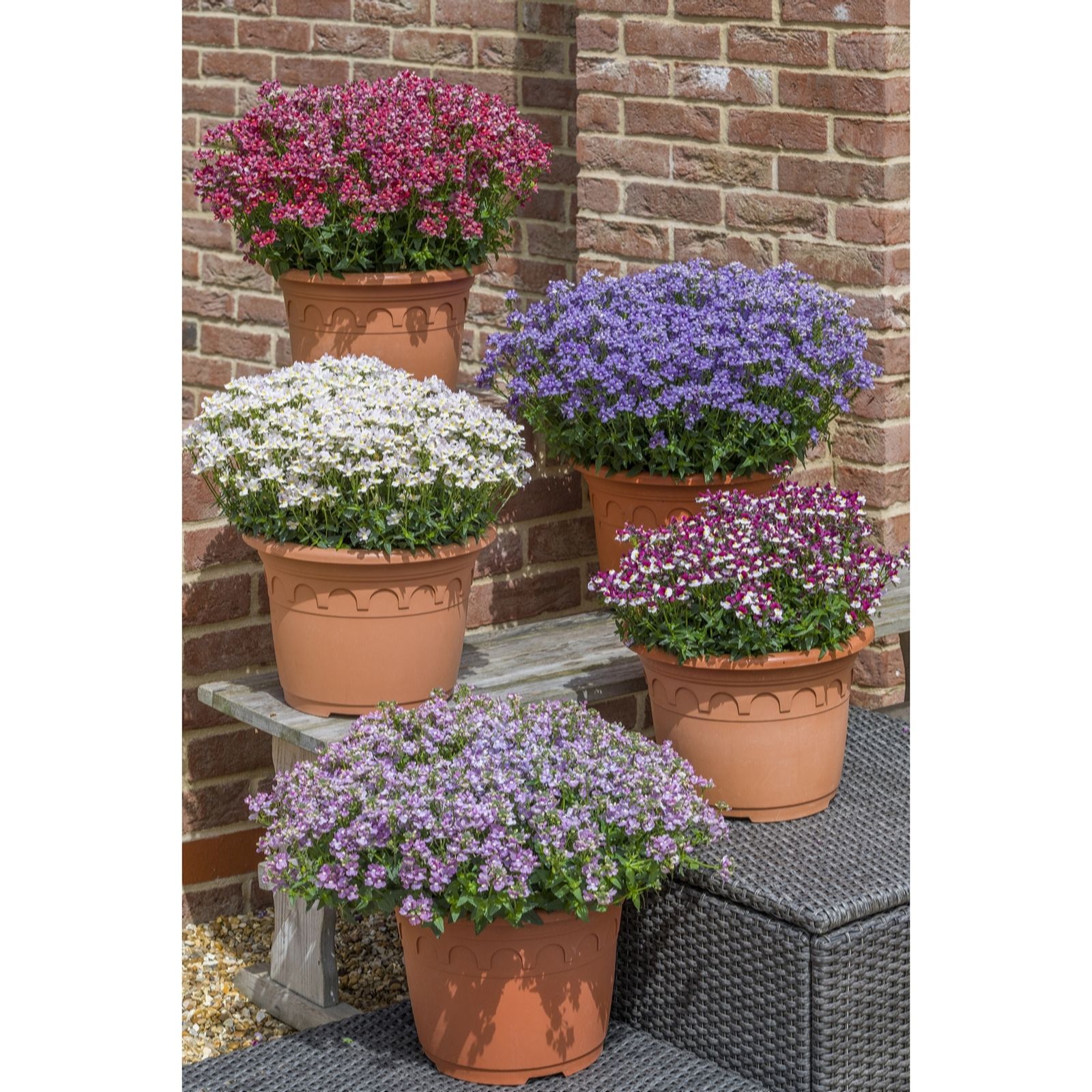 Hayloft Plants Nemesia Melody Collection 15X Young Plants