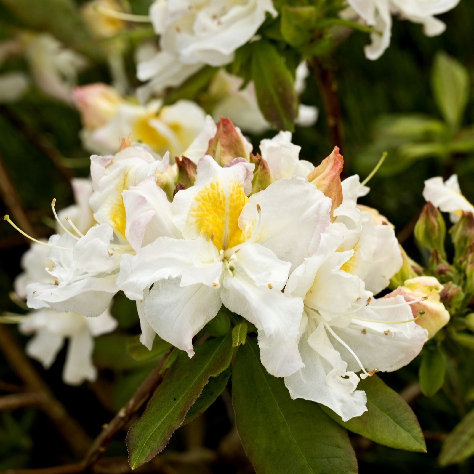 Plants 2 Gardens Silver Plants2gardens Azalea Slipper 5Ltr