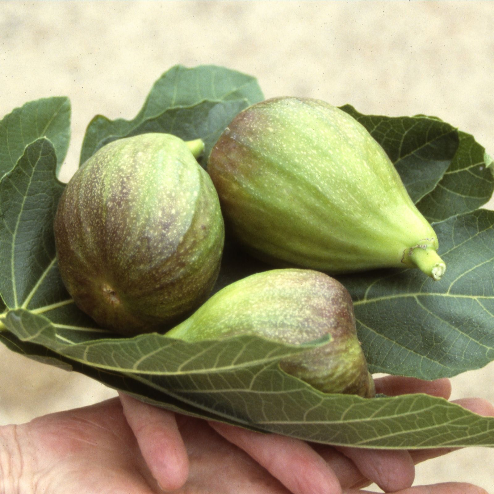 Frank P Matthews Brown Fig Turkey In 7 Litre Container