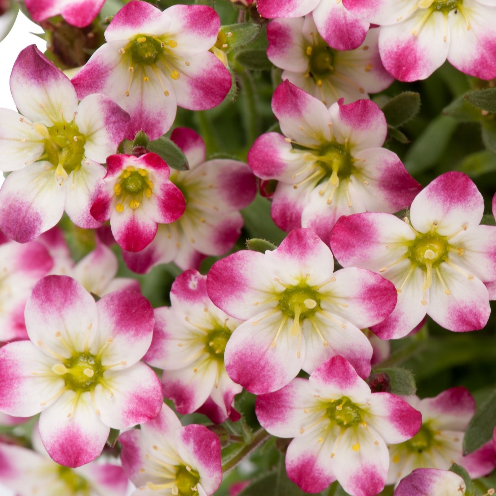 Hayloft Plants Saxifraga 3 X 1 Litre Pots
