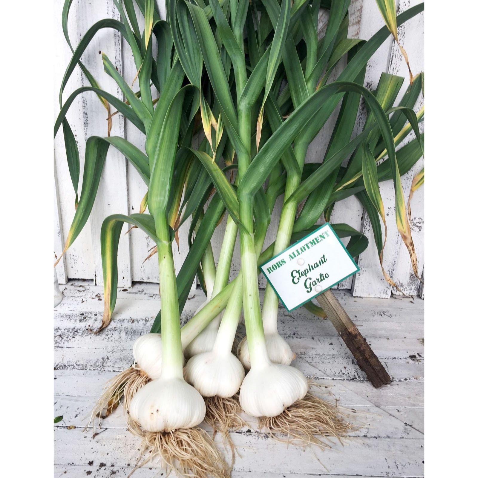 Thompson & Morgan Garlic (Spring & Autumn) Elephant Cloves x 5