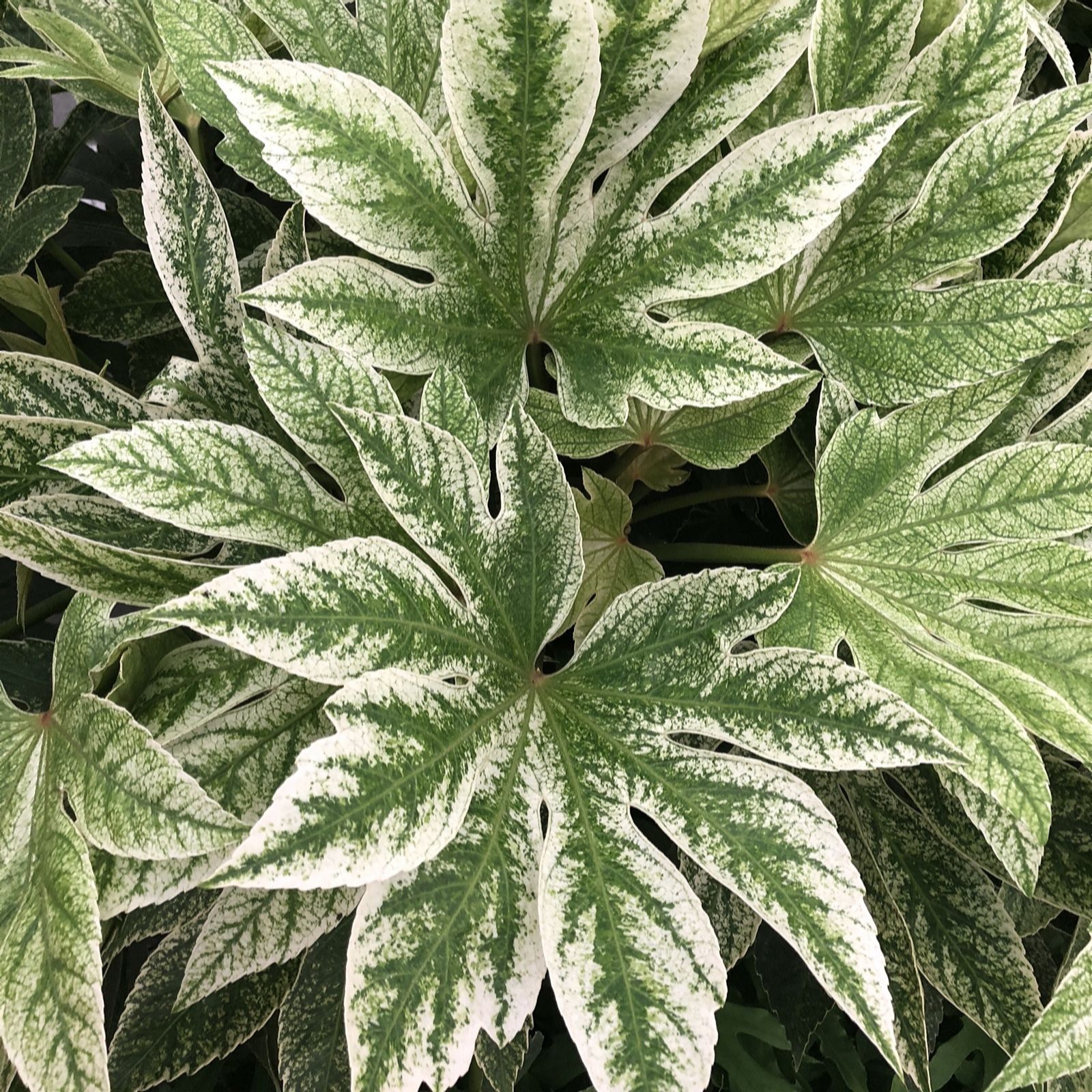 Plants 2 Gardens Green/White/Black Plants2gardens Fatsia Spiders Web In 7.5 Litre Pot