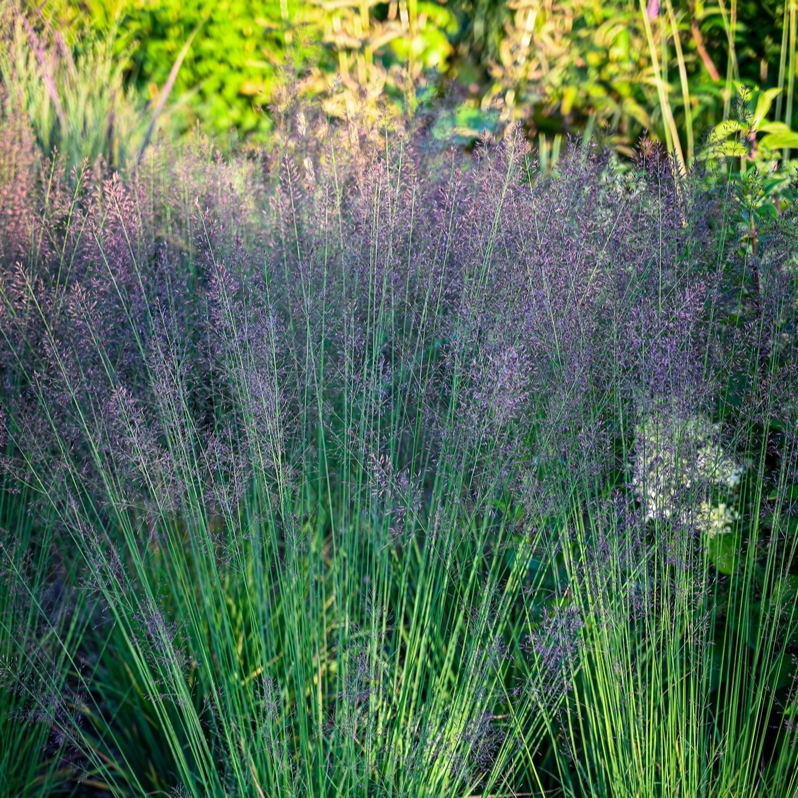 Plants 2 Gardens Green/Purple/Red Molinia Banshee 2Ltr