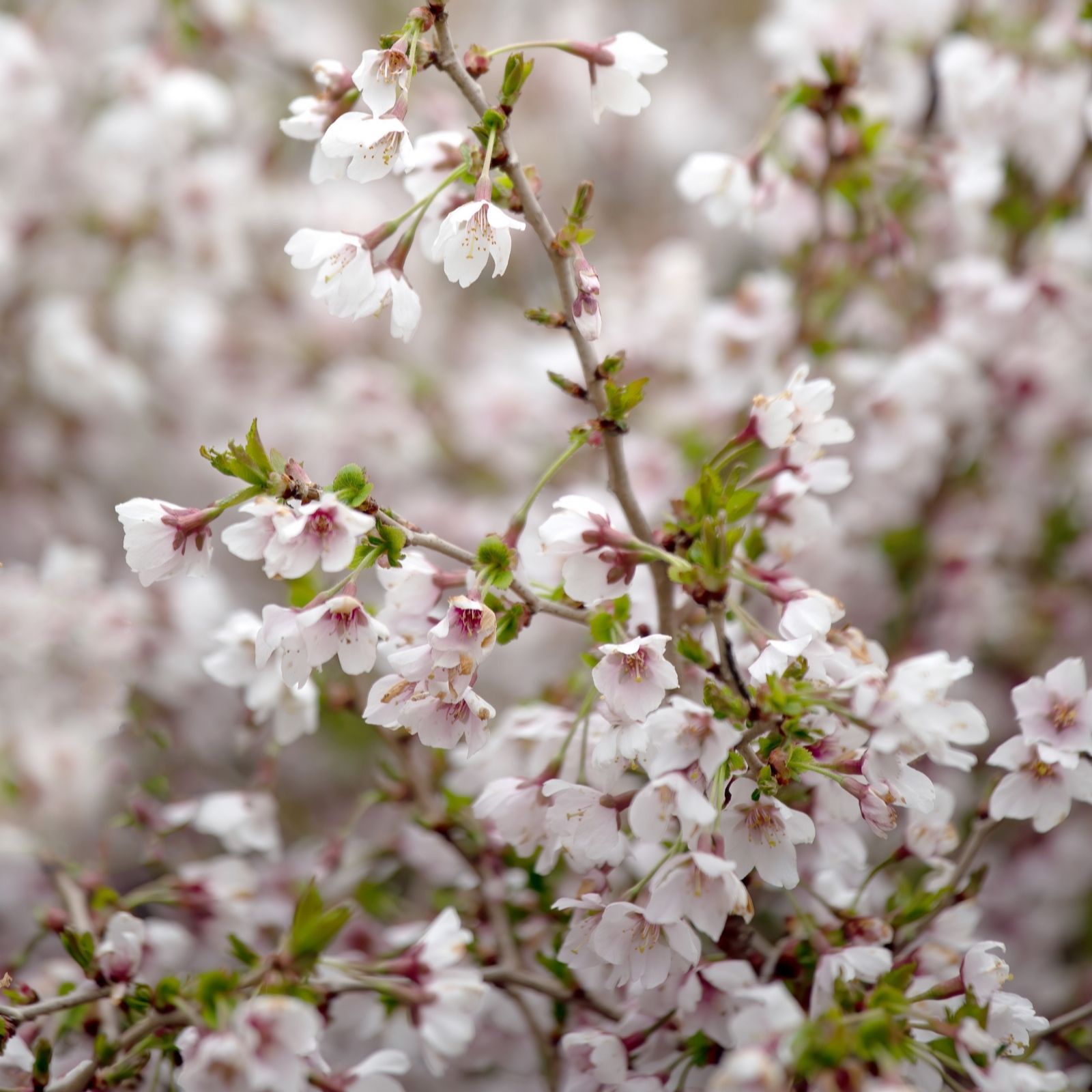 Richard Jackson White 1X Prunus Kojo No Mai 2L Pot