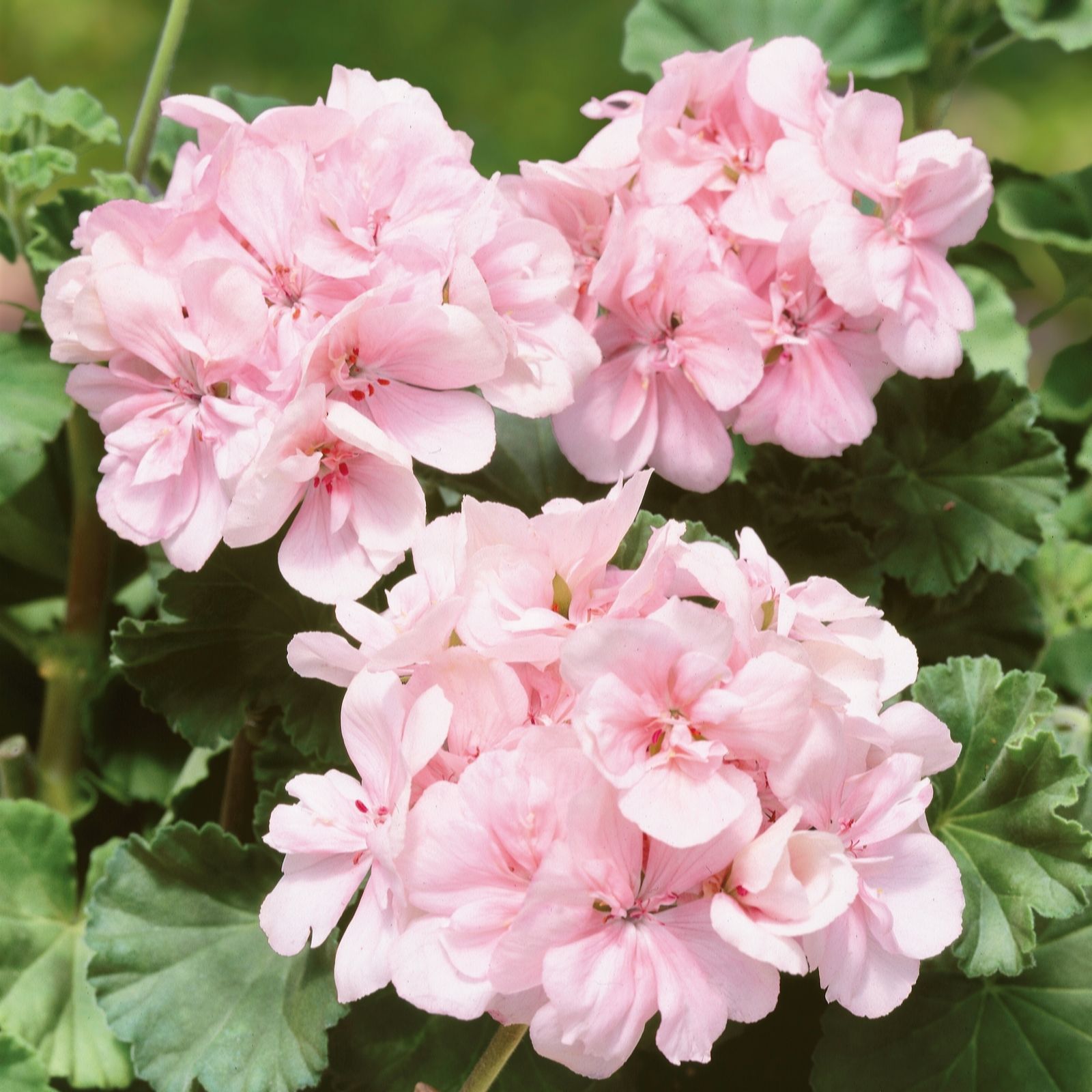 Plants 2 Gardens Pink/White Plants2gardens Candy Kiss Colour Combination Collection 10 X 9Cm
