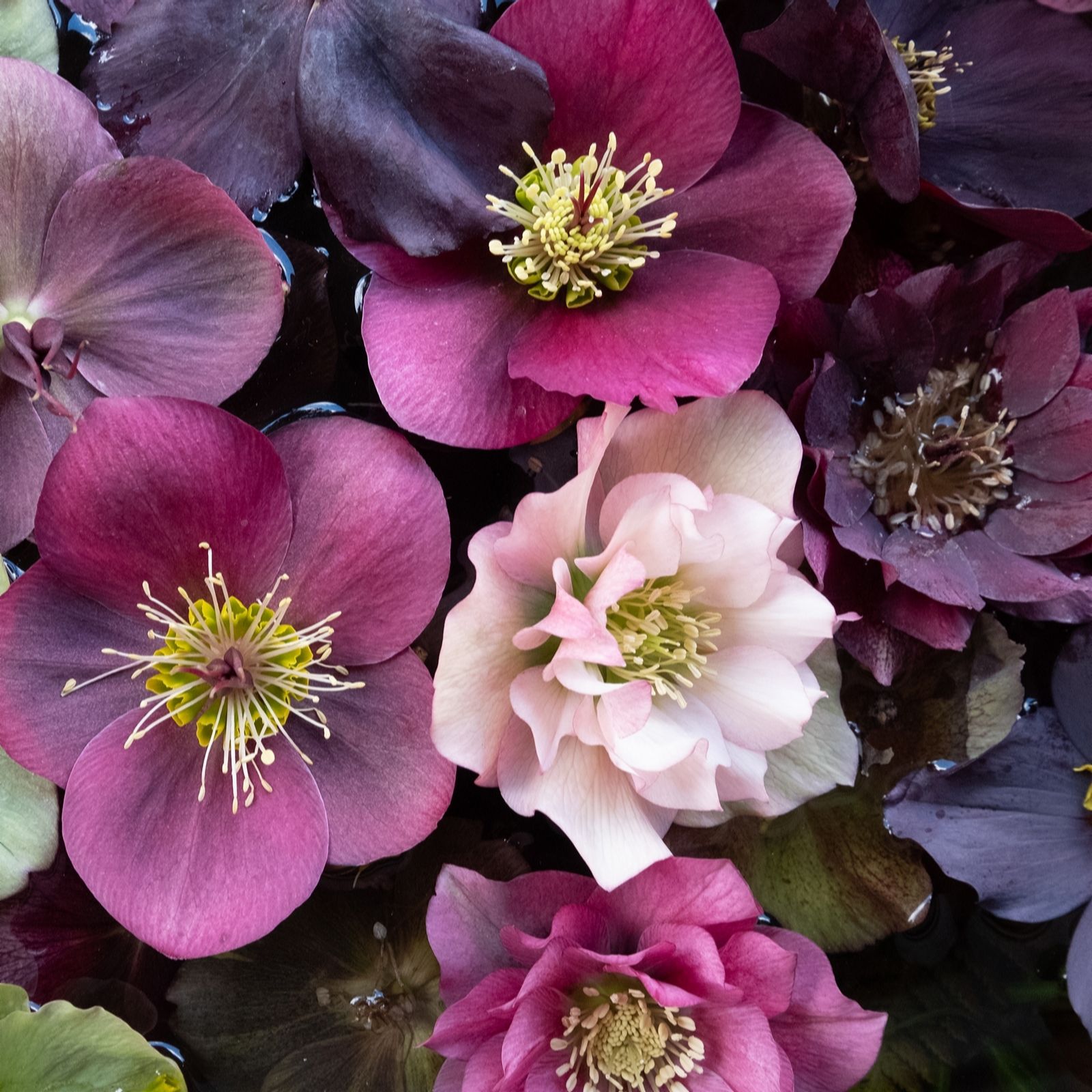 Hayloft Plants Hellebore Collection 3 X 9Cm