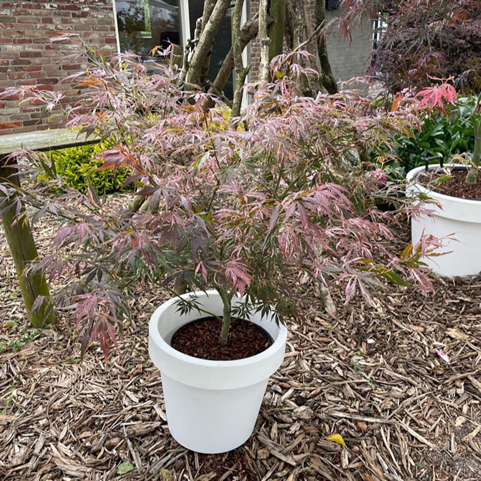 Thompson & Morgan Acer Palmatum Extravaganza 3 Litre Pot x 1