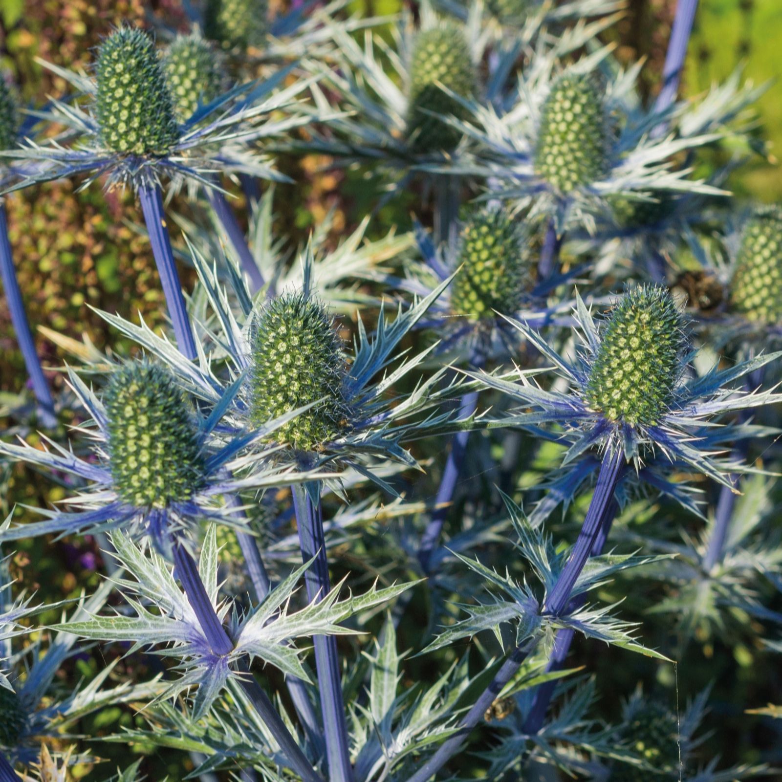 Richard Jackson Blue Eryngium Big 1X 1 Litre Pot