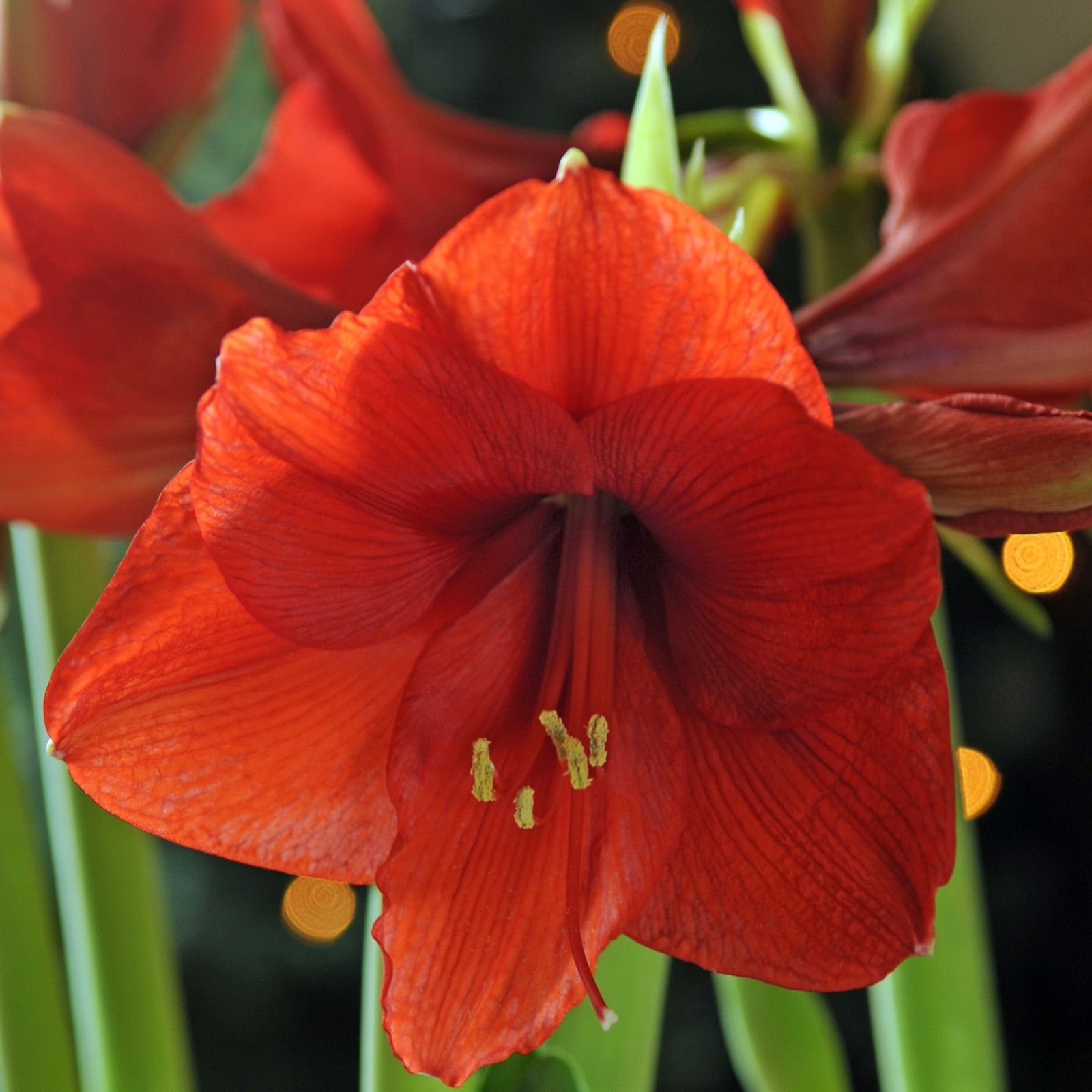 Hayloft Plants Amaryllis X 1 Xxxxl Bulb