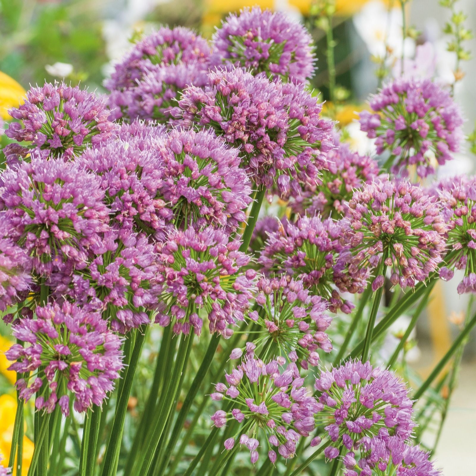 Plants 2 Gardens Lavender Plants2gardens Allium Bubble Bath 3 X 9Cm
