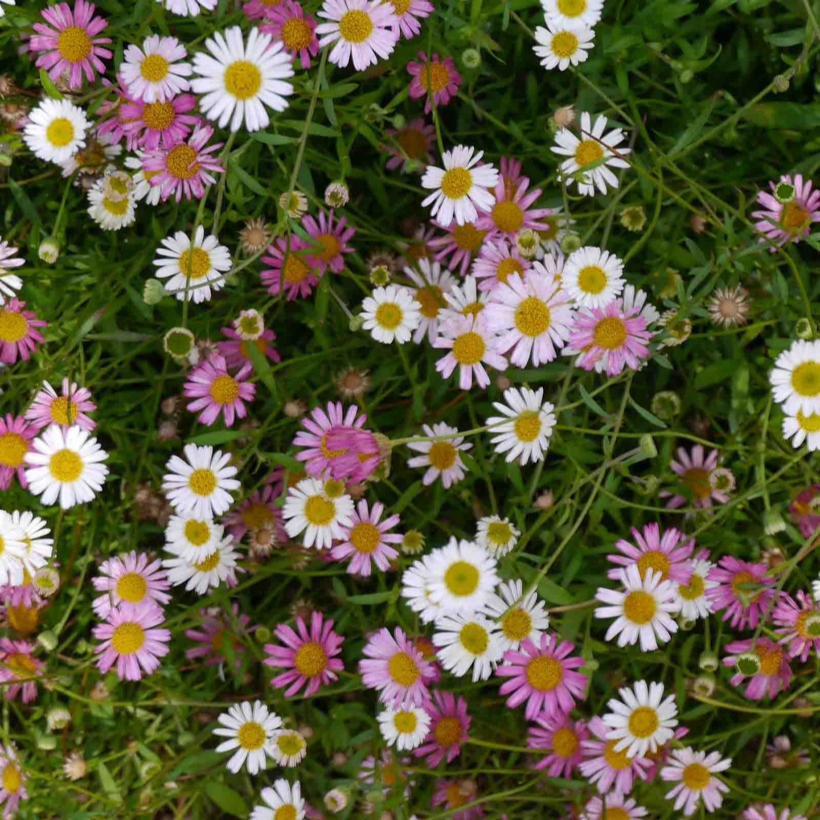 Hayloft Plants White/Pink Erigeron Karvinskianus 6 X 9Cm Pot