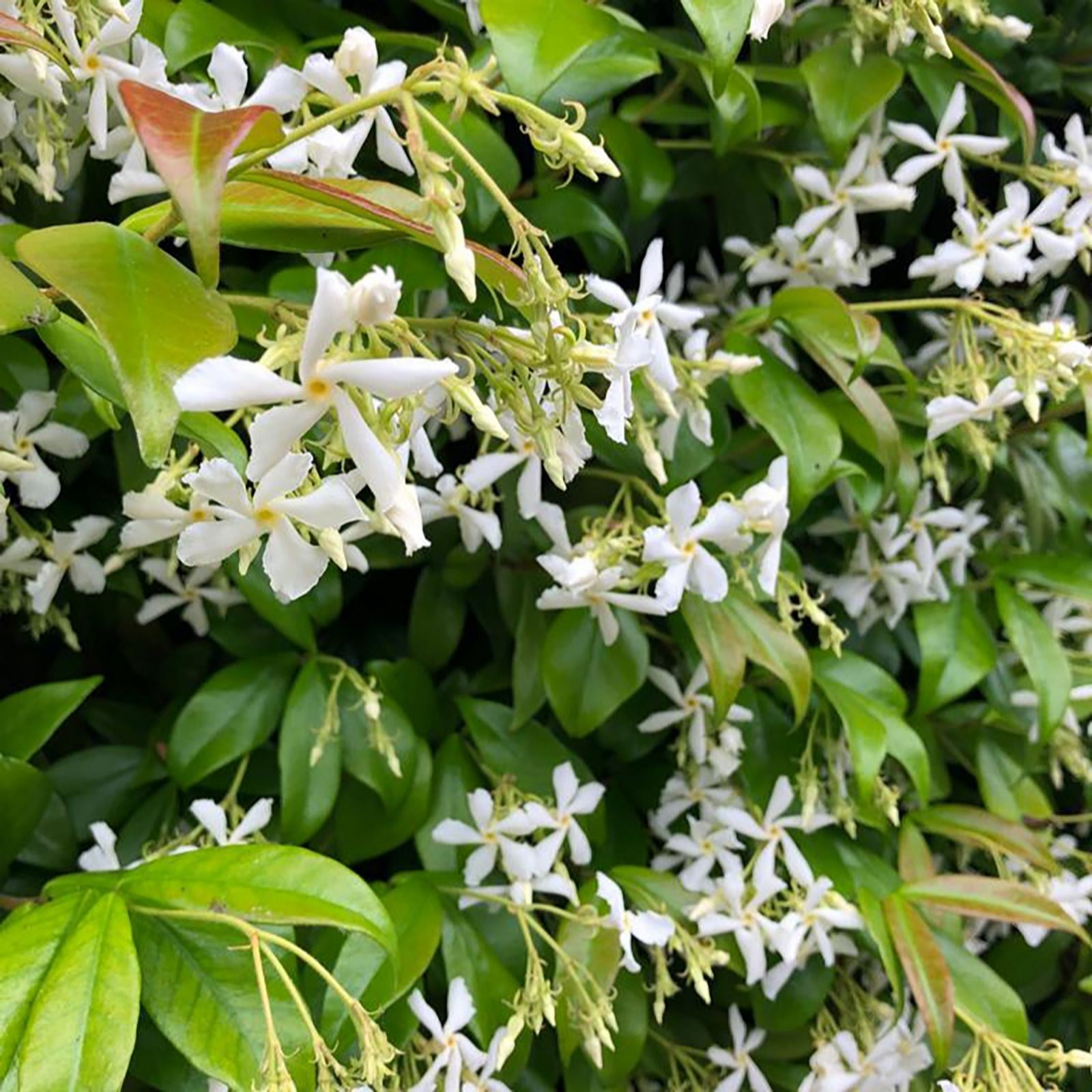 Plants 2 Gardens Dark/Bronze/White Plants2gardens Trachelospermum Jasminoides 3Ltr