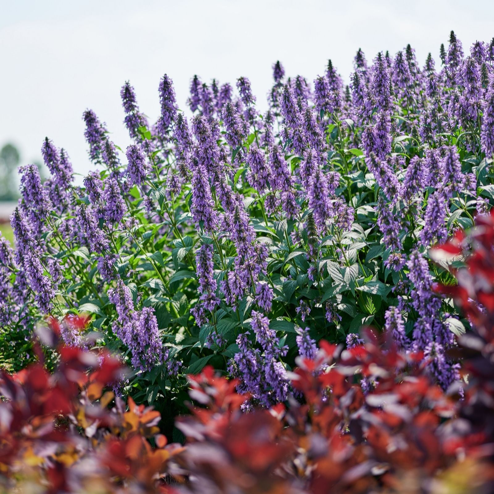 Plants 2 Gardens Blue Nepeta Magical Mr Sky 3 X 9Cm
