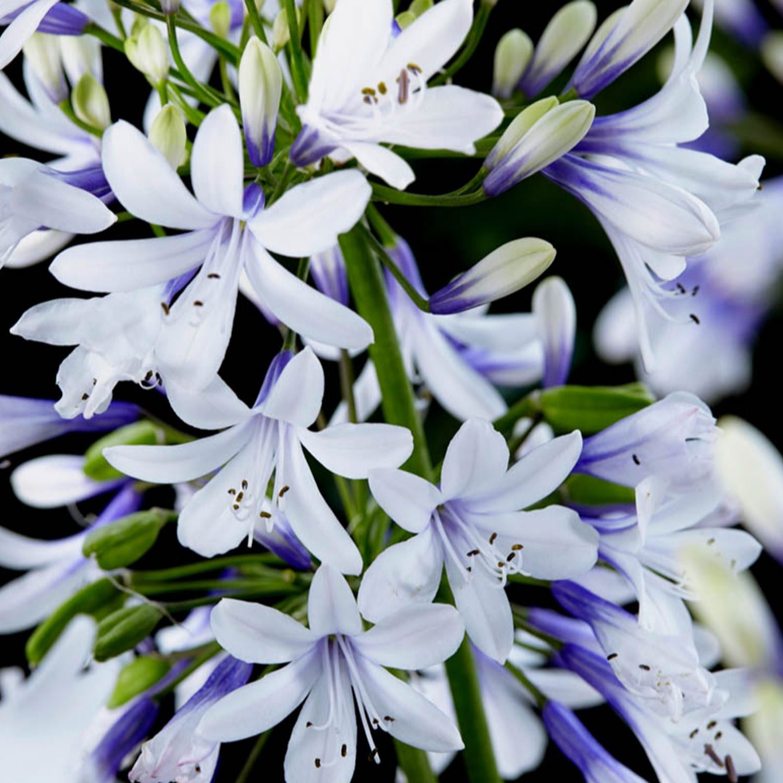 Yougarden White/Blue Agapanthus 'Fireworks' In 3L Pots X2