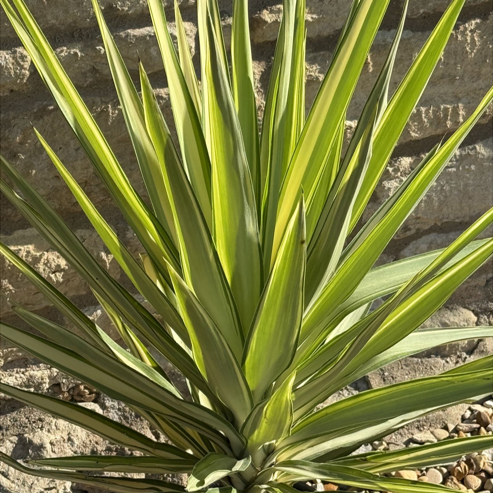 Plants 2 Gardens Green/Cream/White Plants2gardens Yucca Jewel