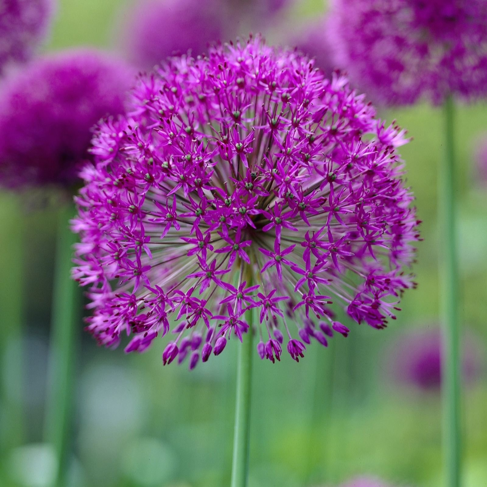 Hayloft Plants Ultimate Allium Collection 50 Bulbs