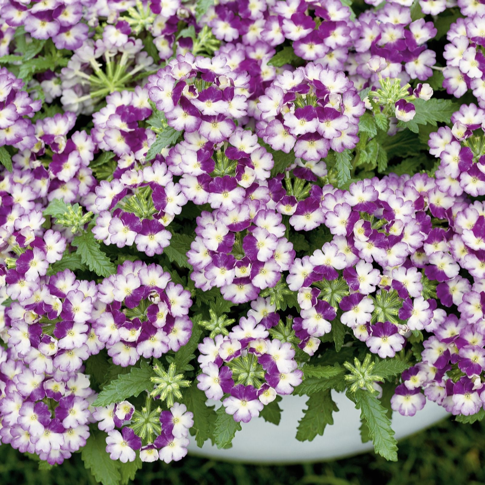 Plants 2 Gardens White/Pink/Purple Plants2gardens Verbena Vanessa Collection 5 X 9Cm