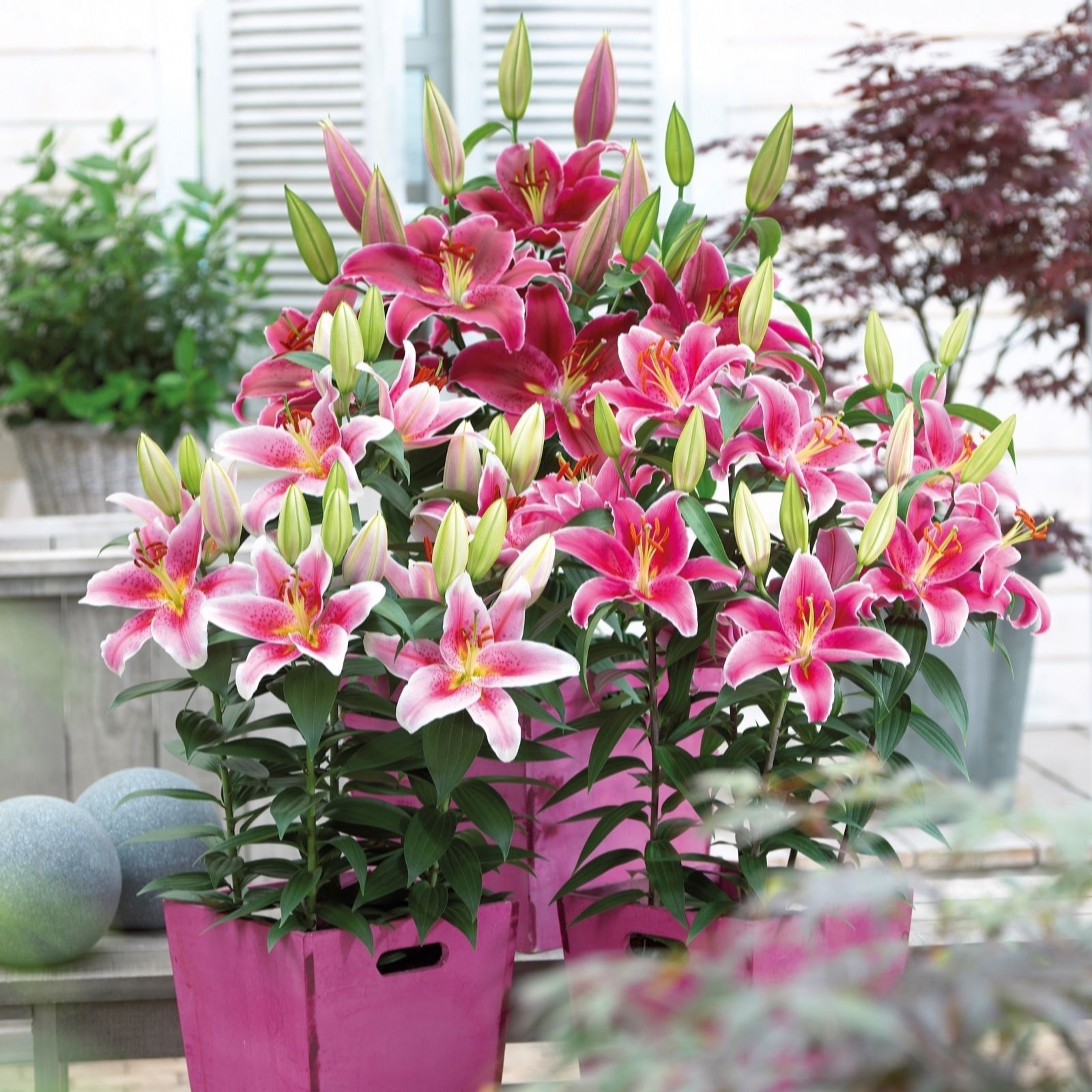 Thompson & Morgan Lily Majestic Trumpet Mixed Bulbs X 24