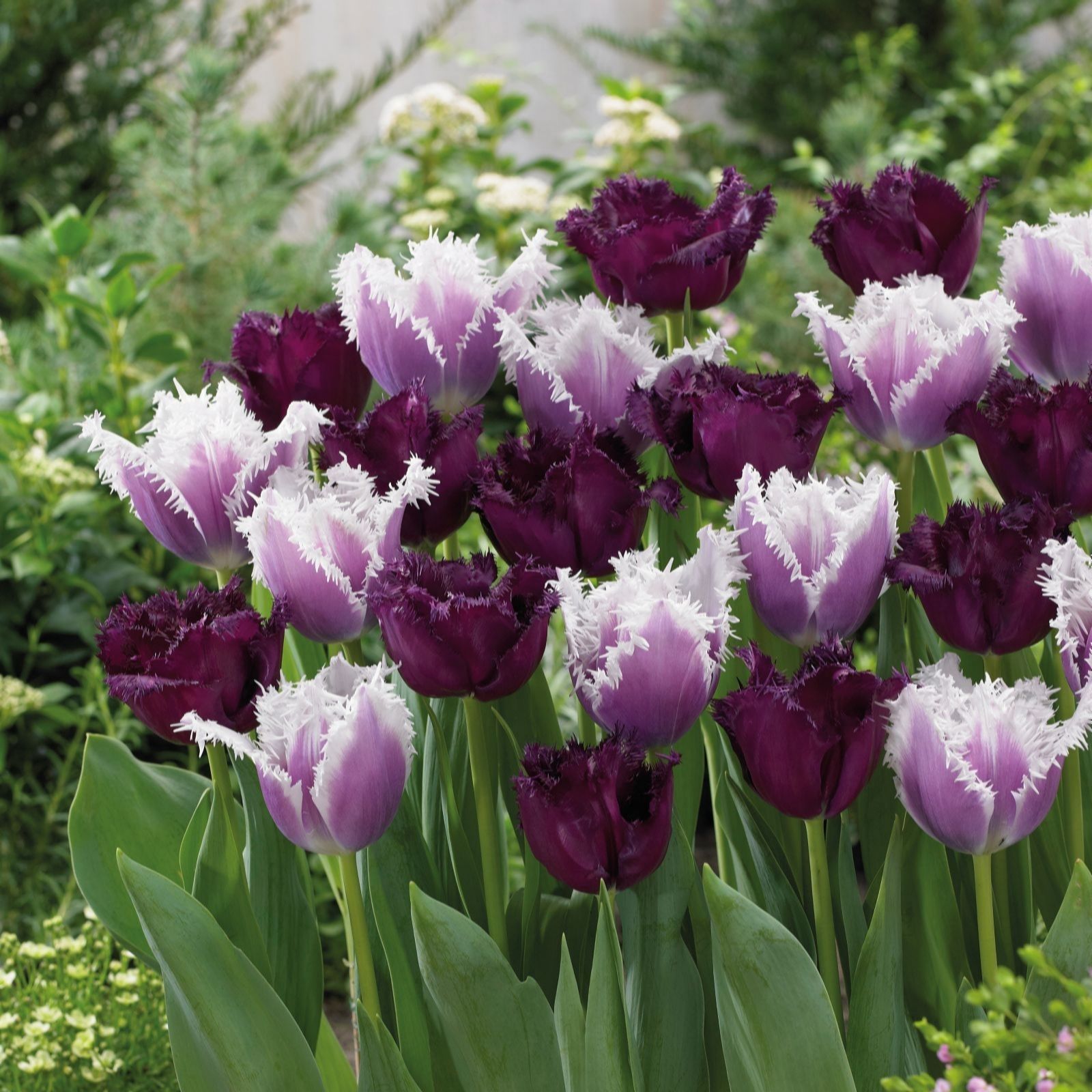 Thompson & Morgan Black Tulip Cherry Frost 32 Bulbs